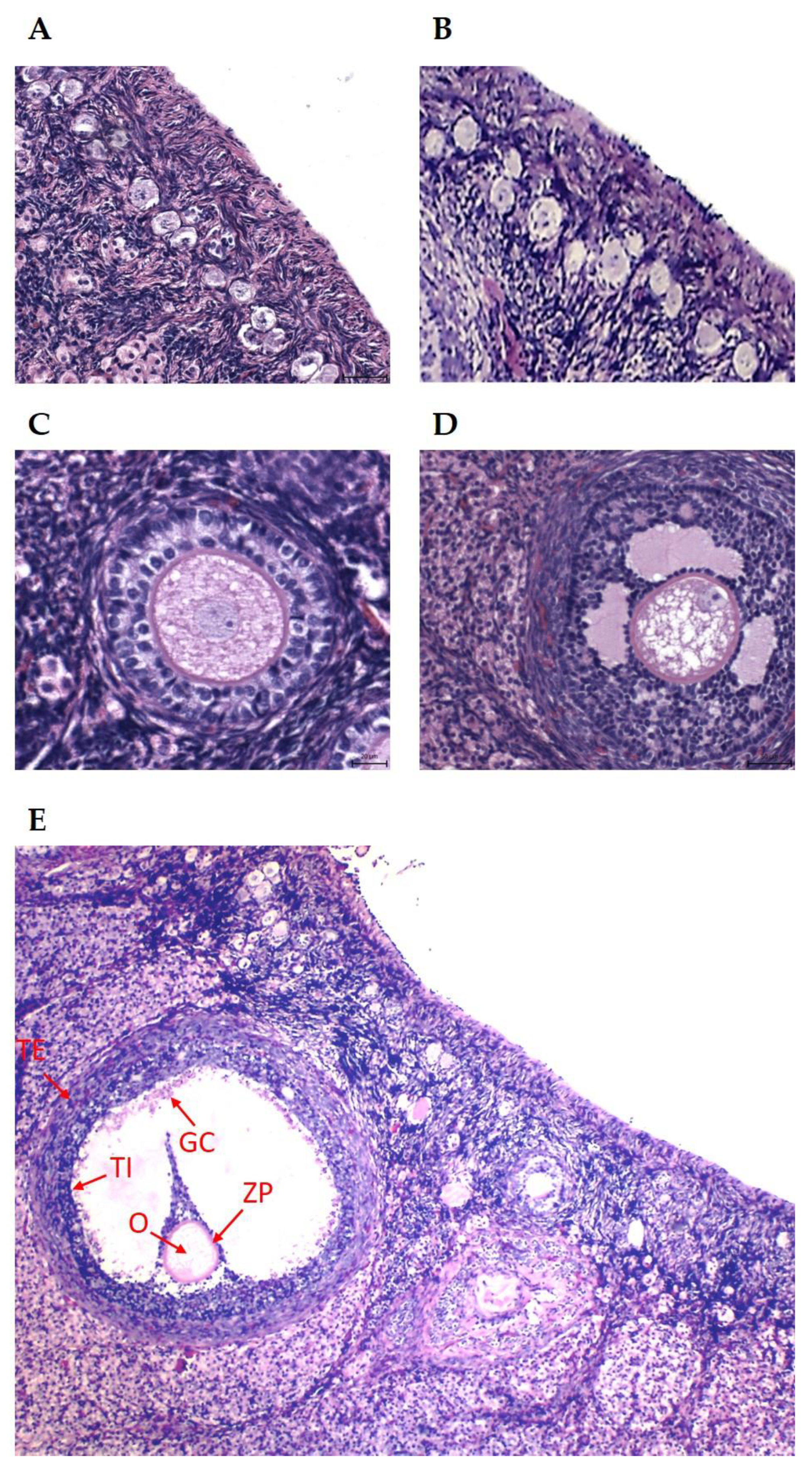 Animals 15 01282 g001