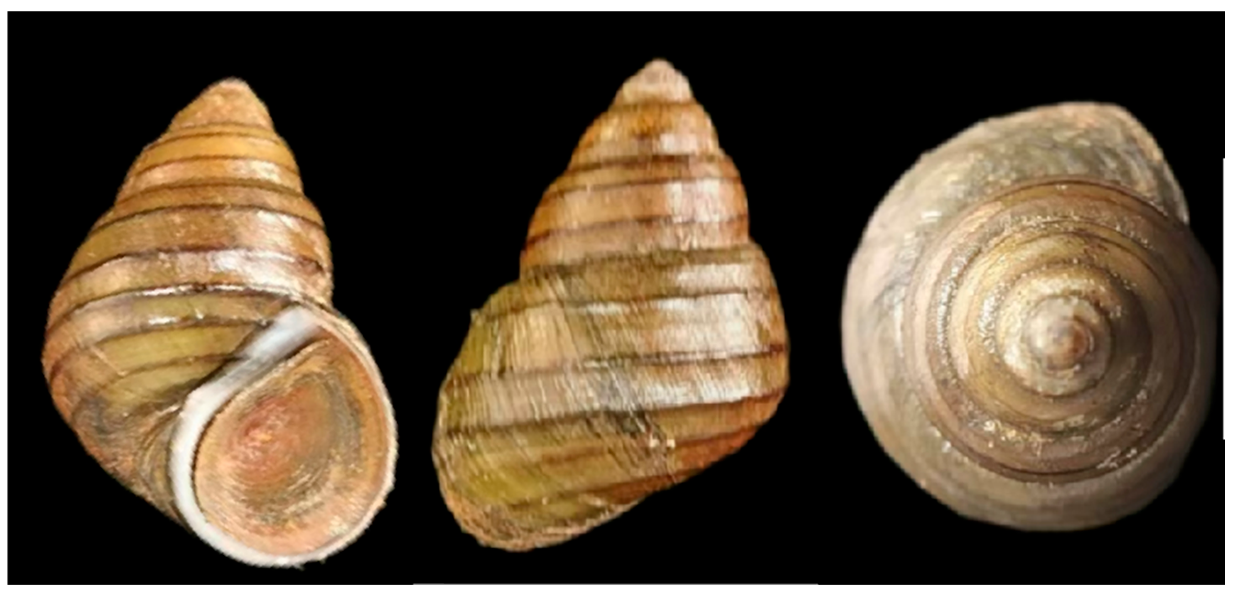 Animals 15 01284 g001