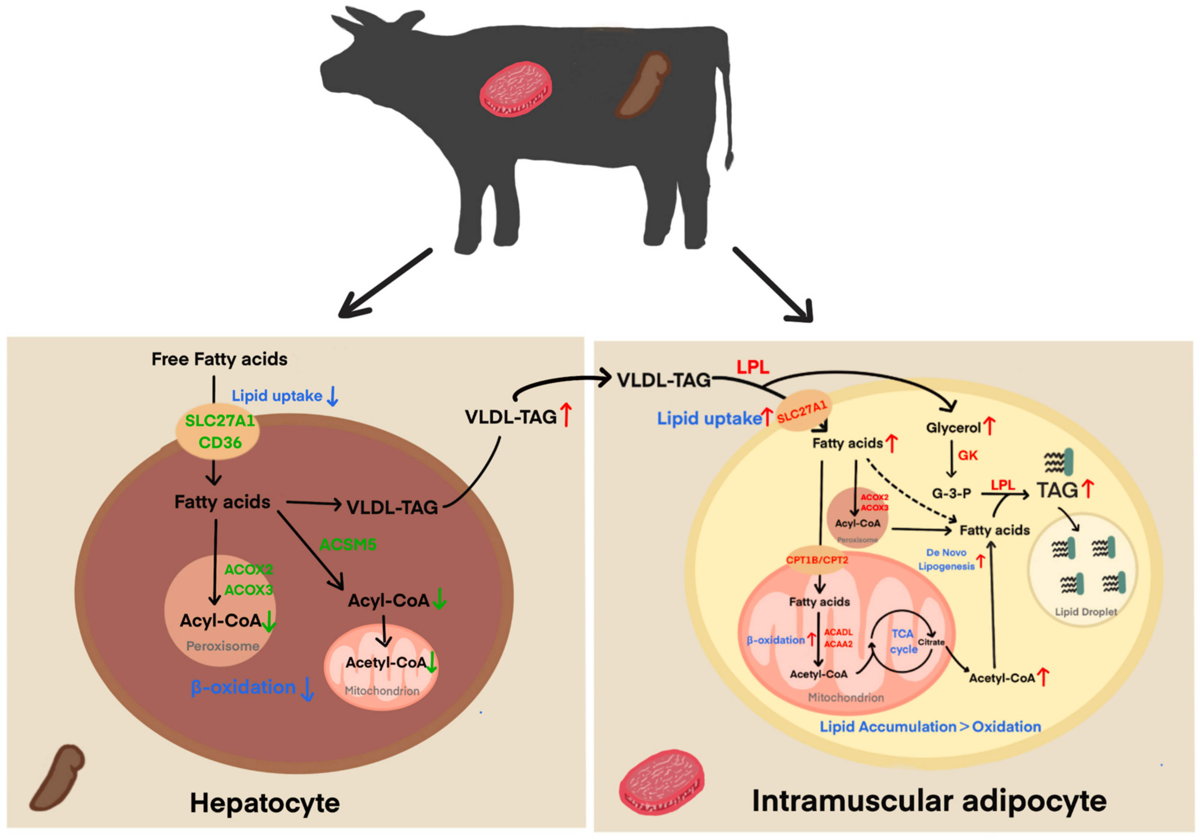 Animals 15 01306 g007