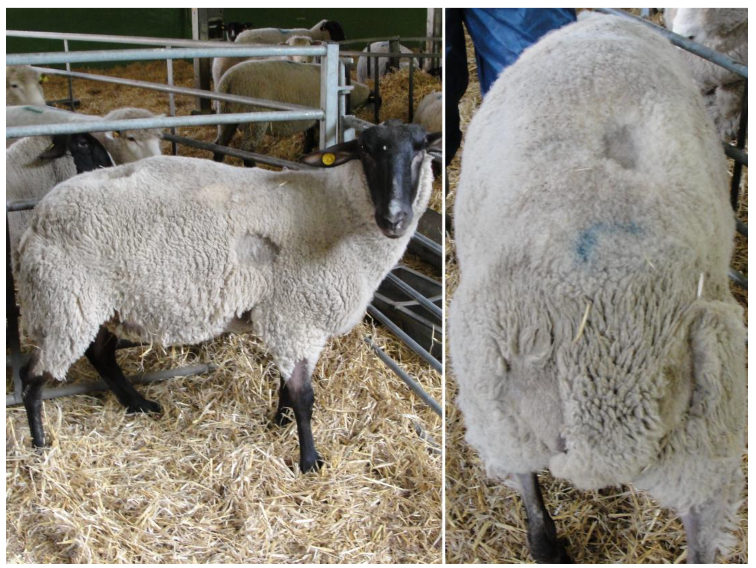 Animals 15 01310 g003