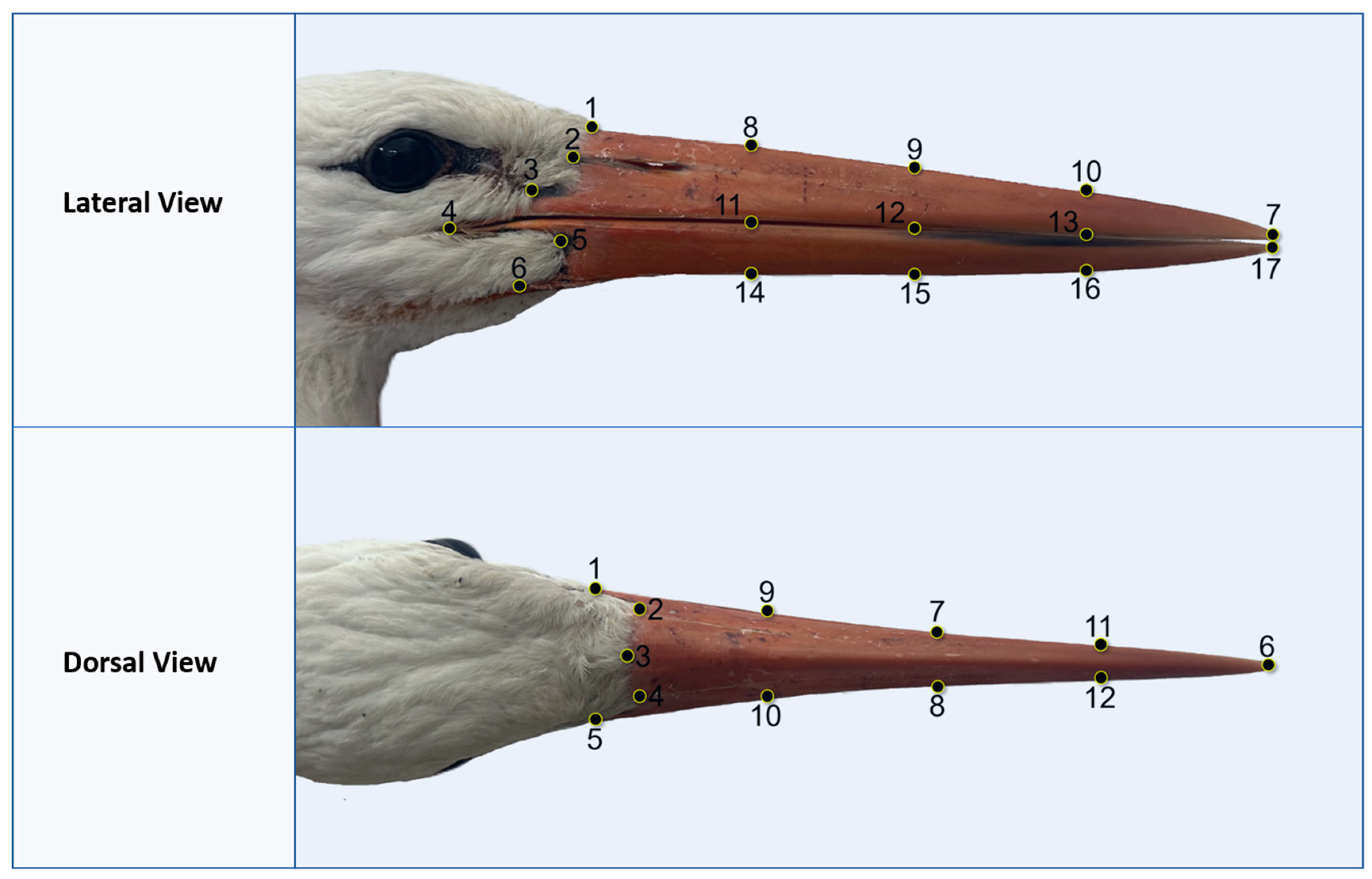 Animals 15 01312 g002