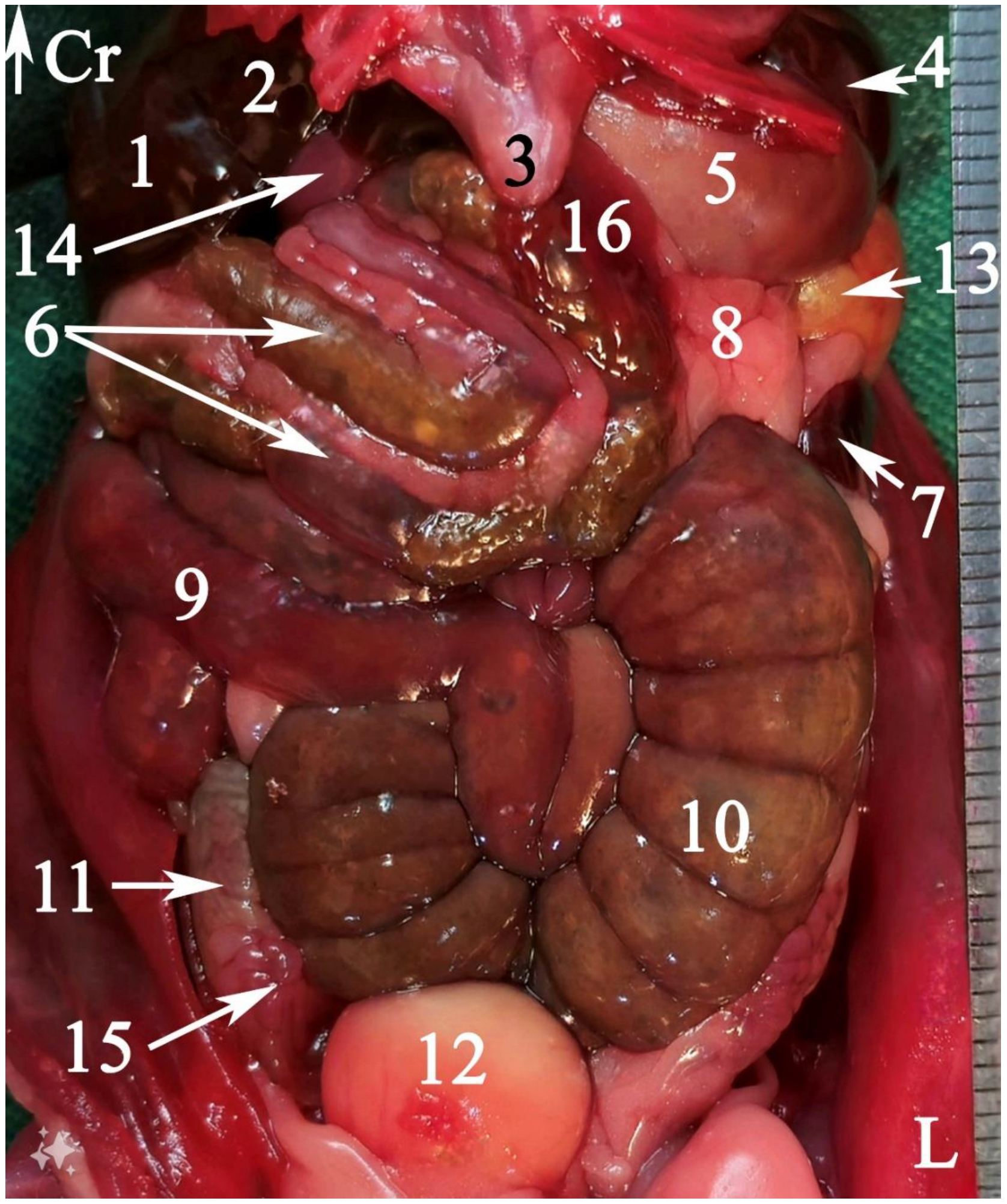 Animals 15 01315 g004 Animals 15 01315 g004