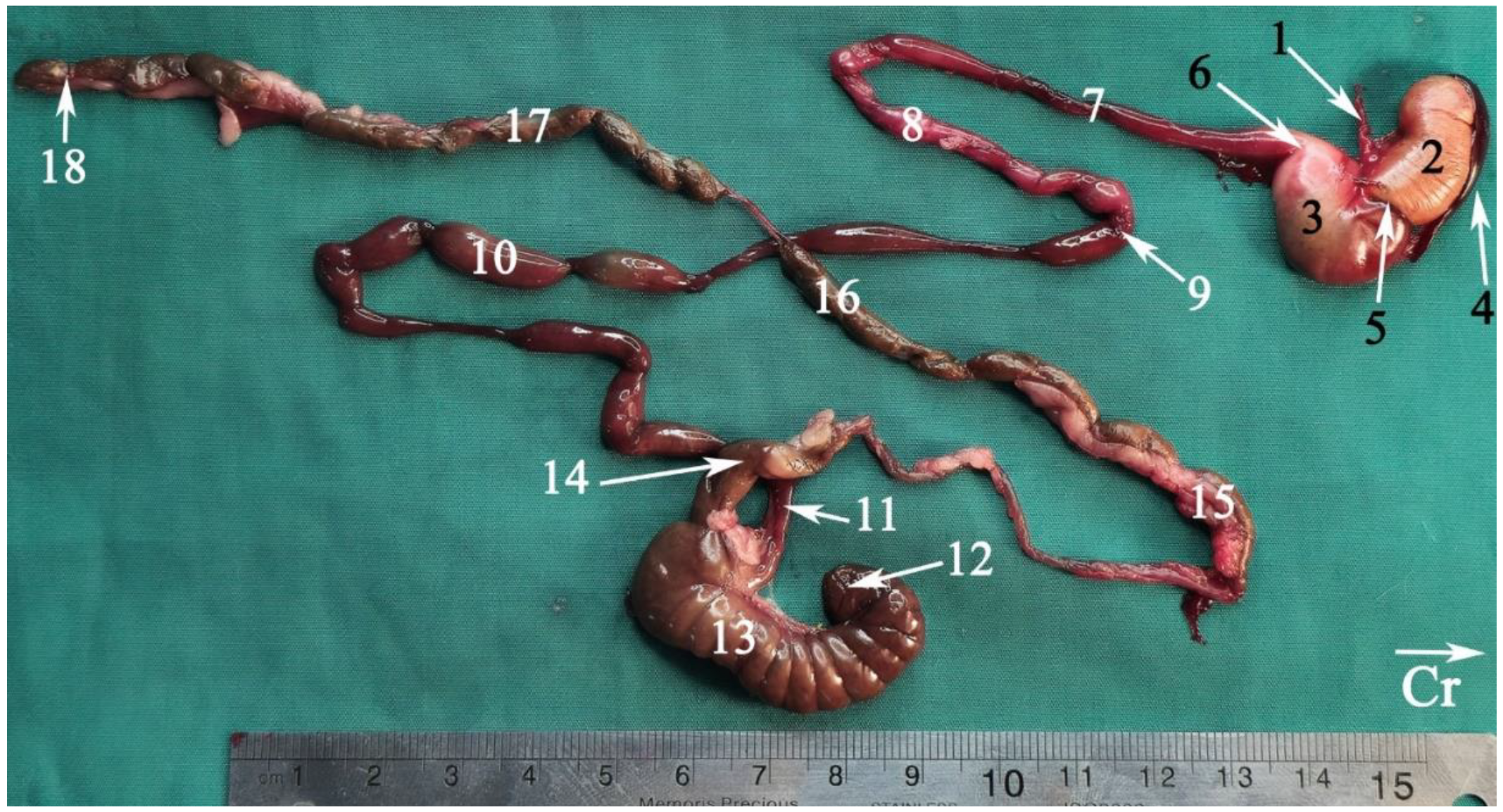 Animals 15 01315 g005 Animals 15 01315 g005