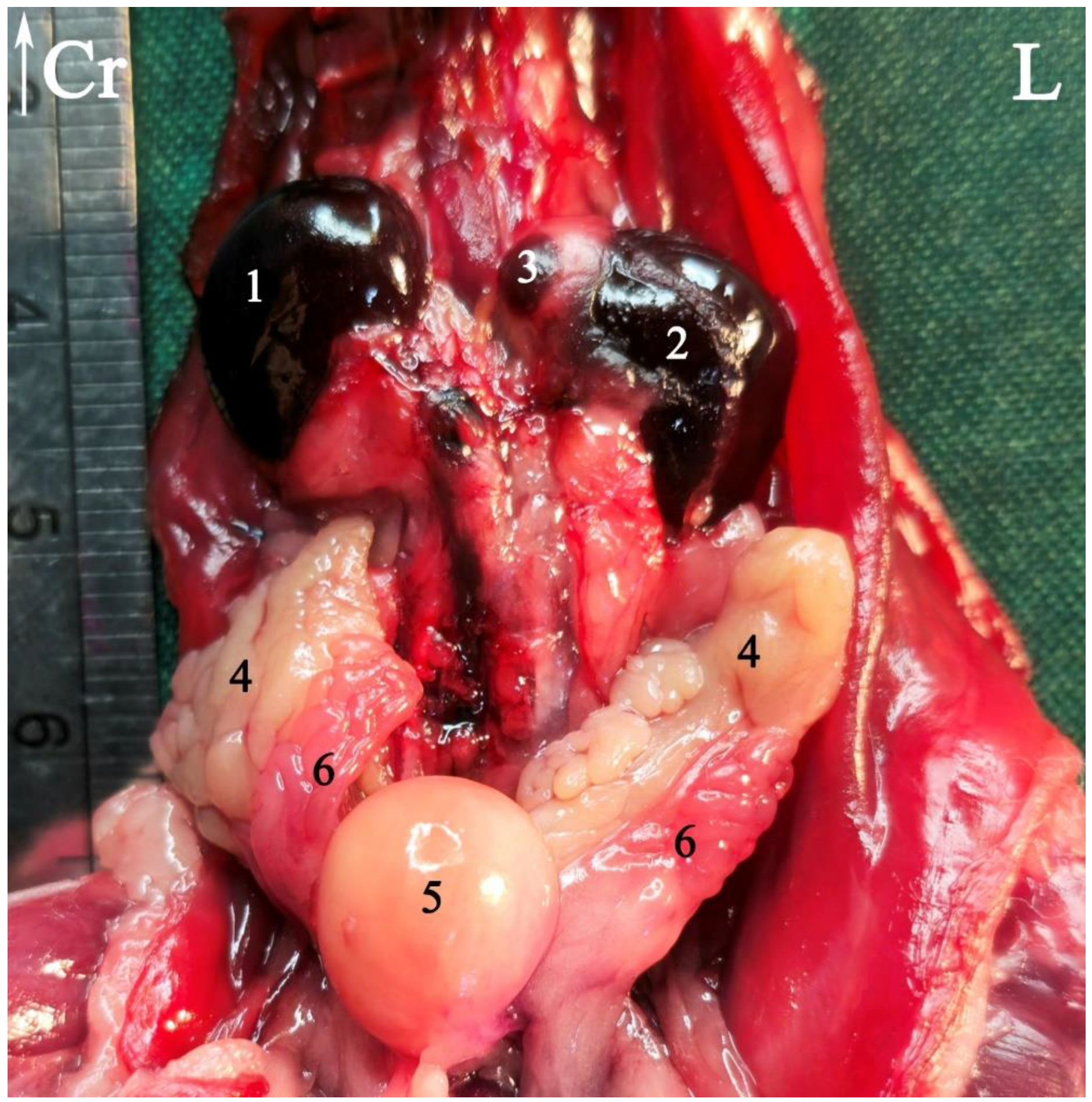 Animals 15 01315 g006 Animals 15 01315 g006