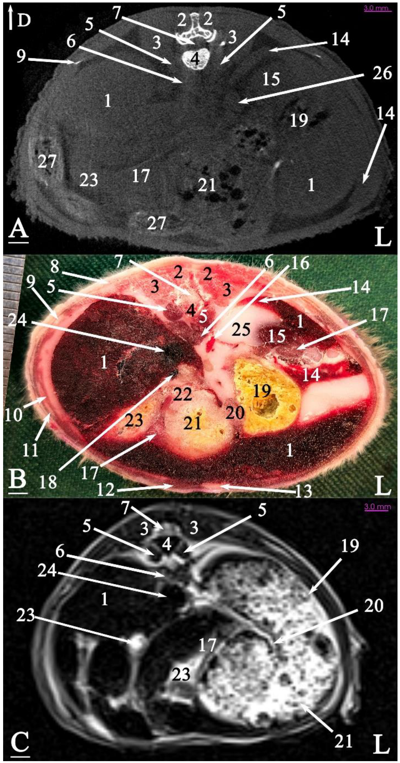 Animals 15 01315 g007 Animals 15 01315 g007