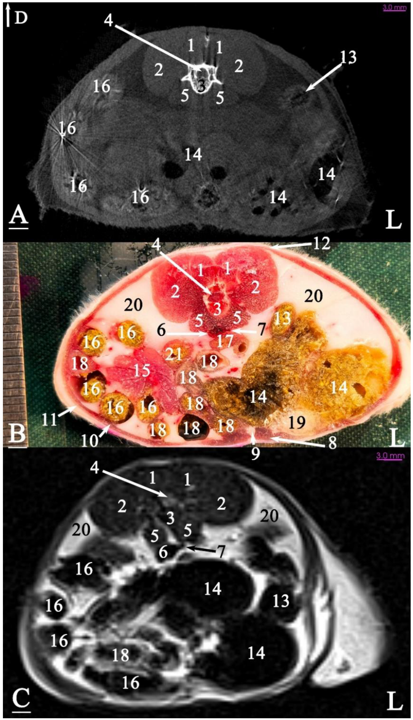 Animals 15 01315 g009 Animals 15 01315 g009