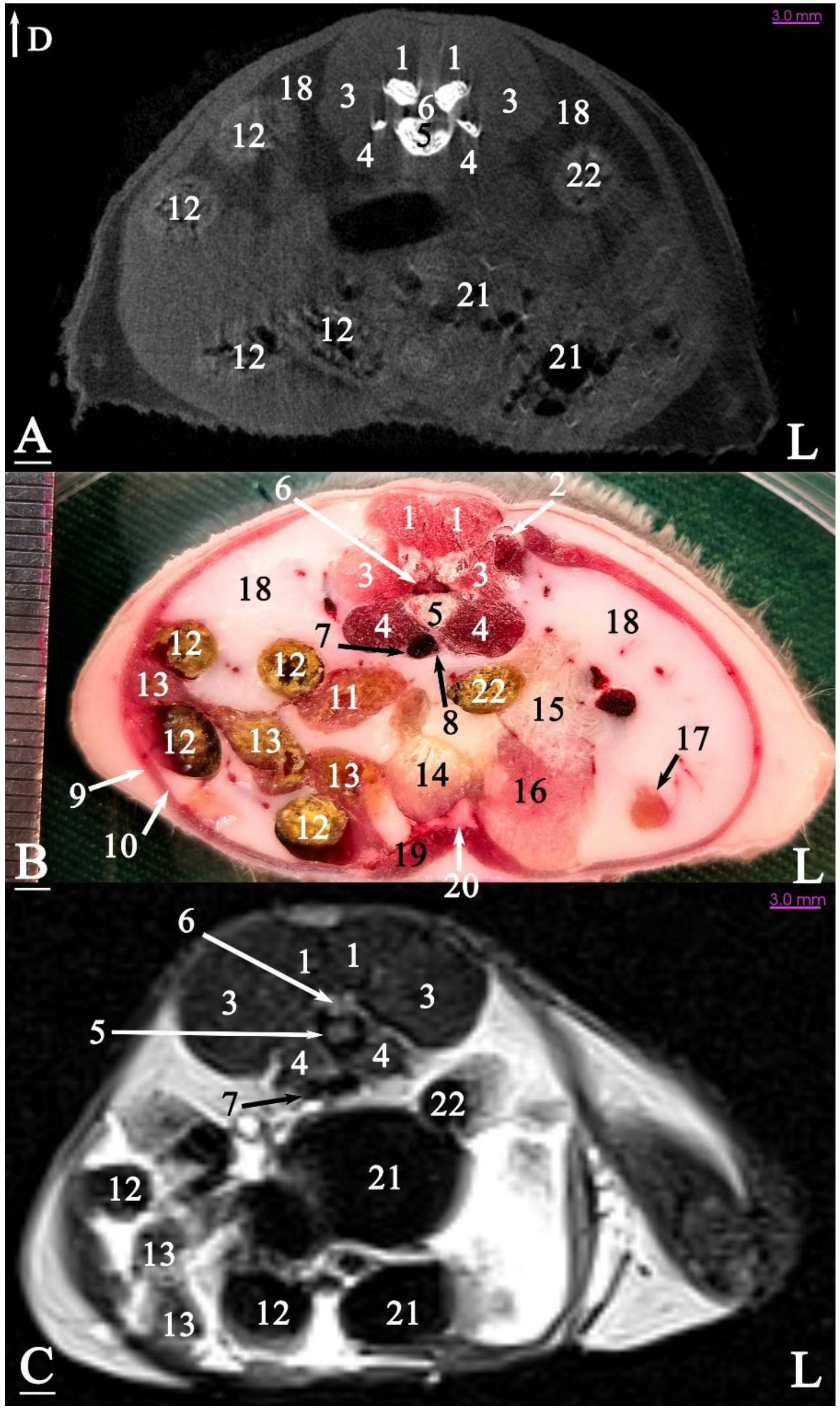 Animals 15 01315 g010 Animals 15 01315 g010