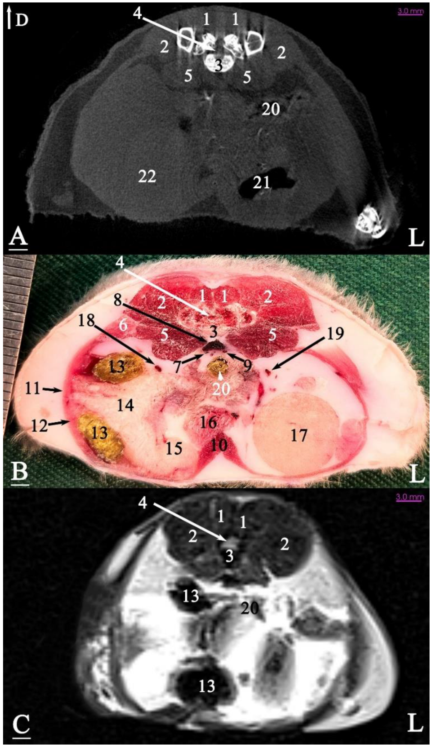 Animals 15 01315 g011 Animals 15 01315 g011