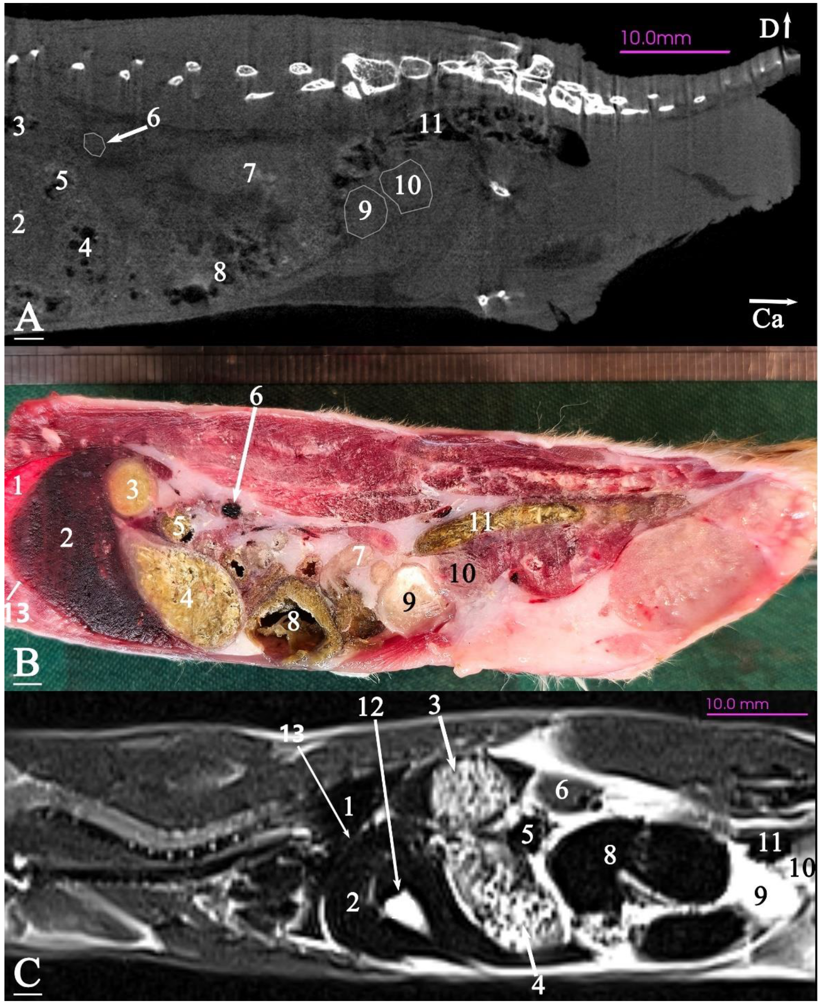 Animals 15 01315 g013 Animals 15 01315 g013