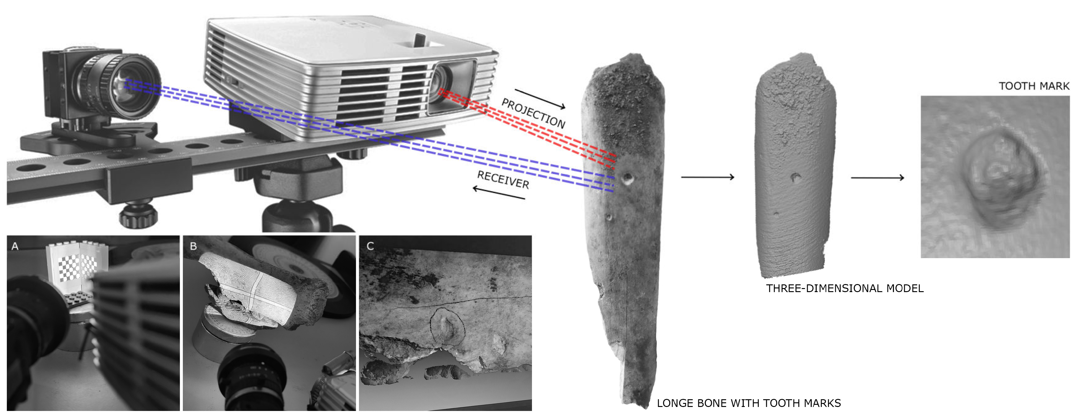 Animals 15 01319 g002