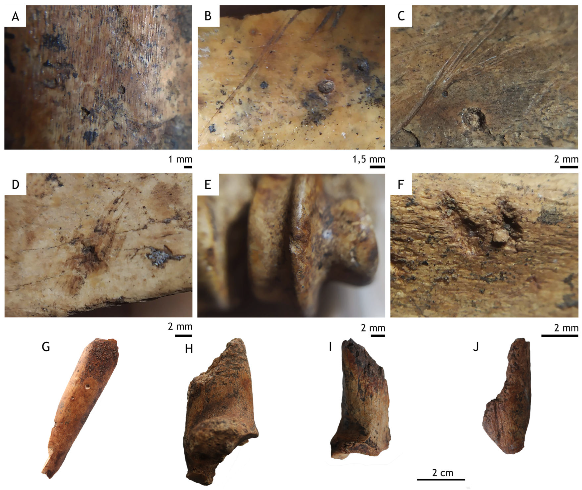 Animals 15 01319 g004