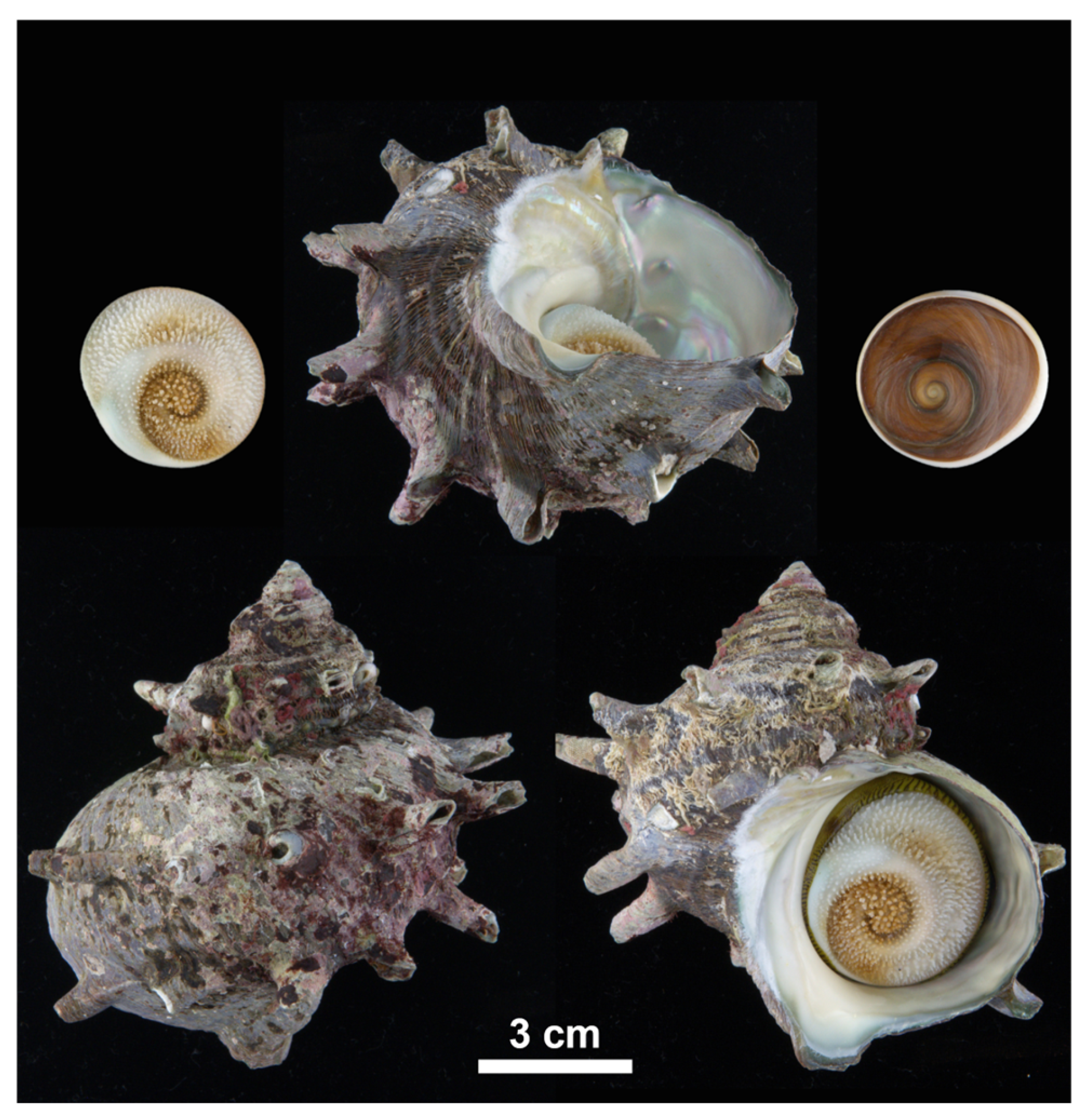 Animals 15 01321 g002