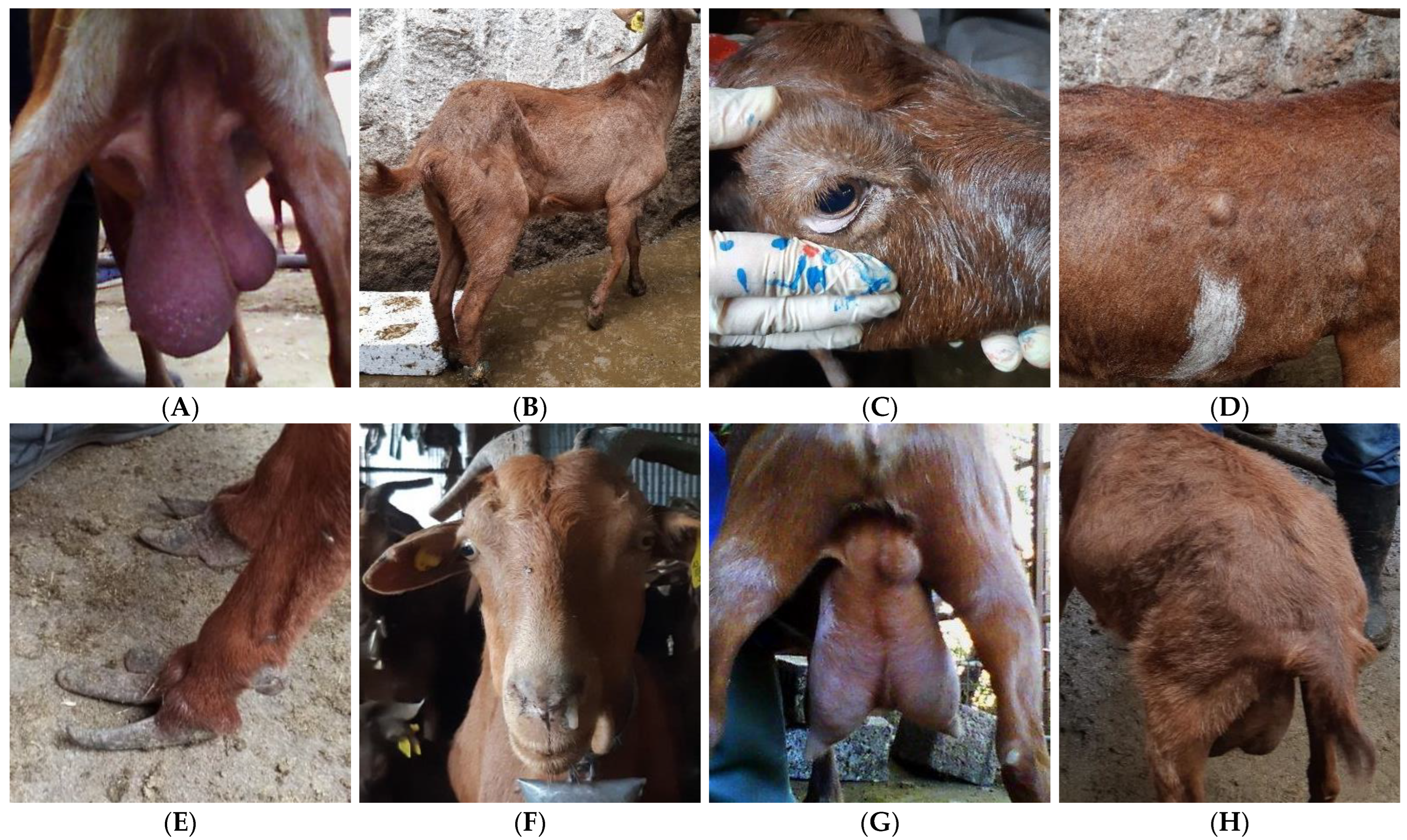 Animals 15 01328 g001