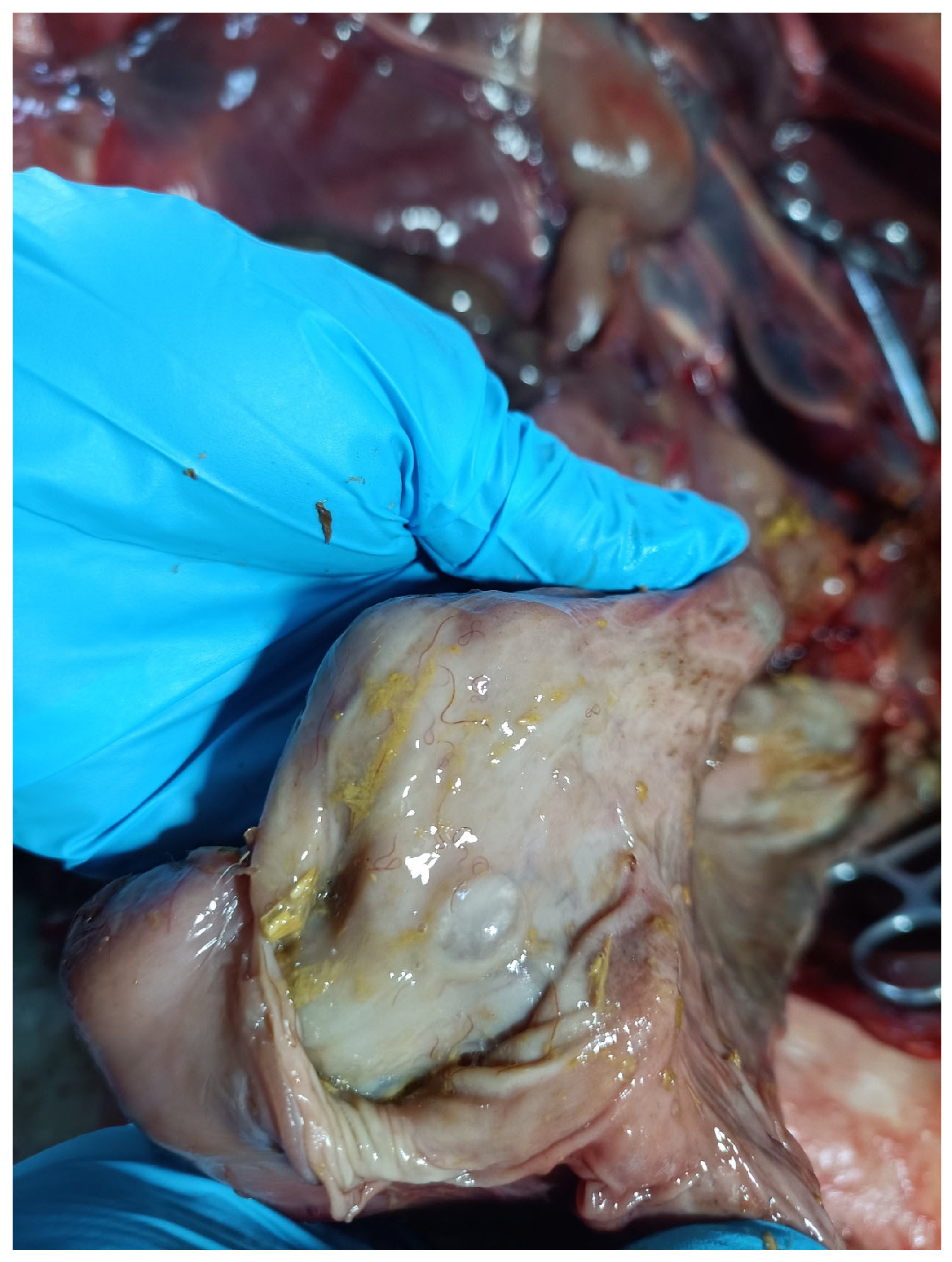 Animals 15 01339 g001