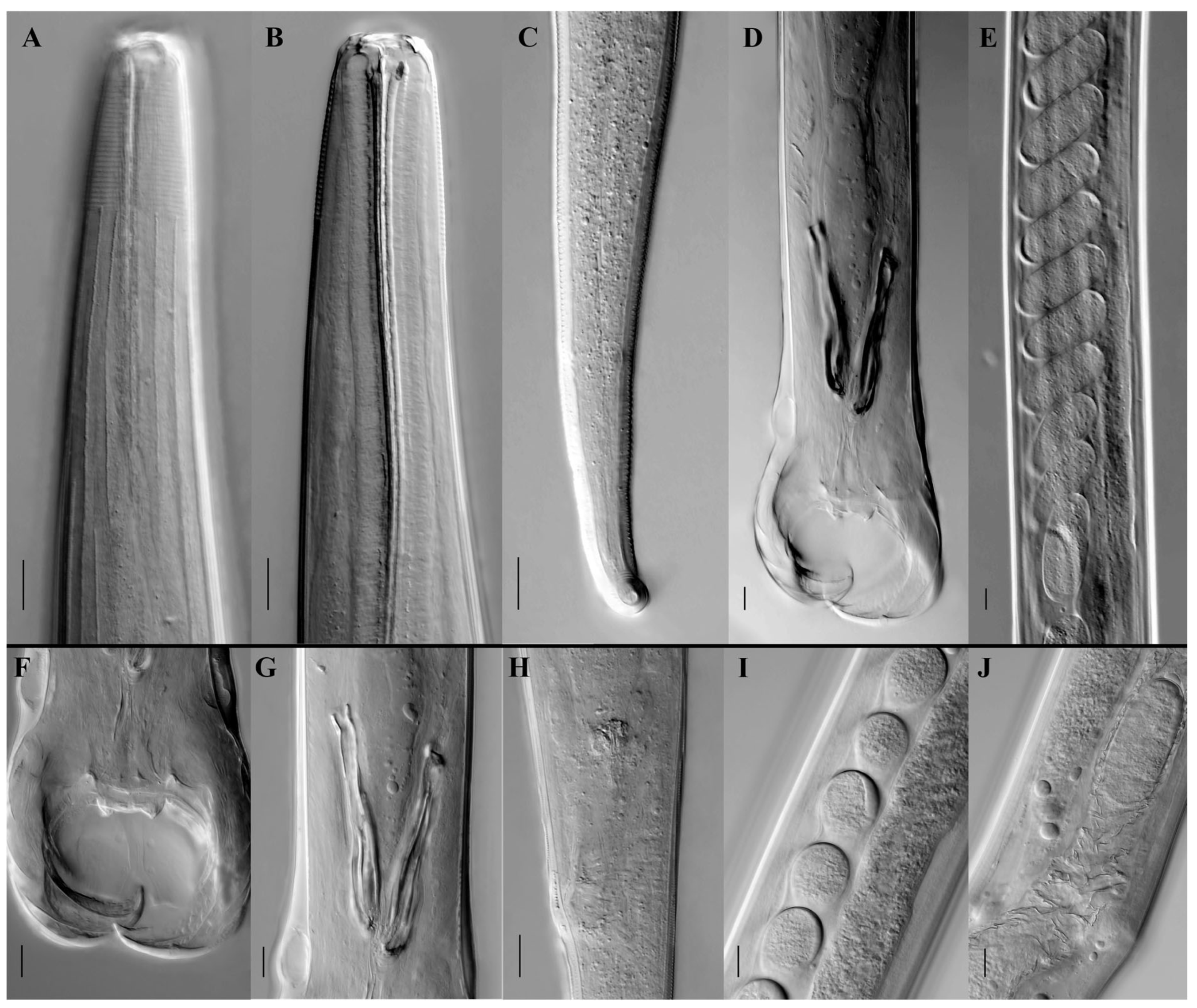 Animals 15 01339 g002