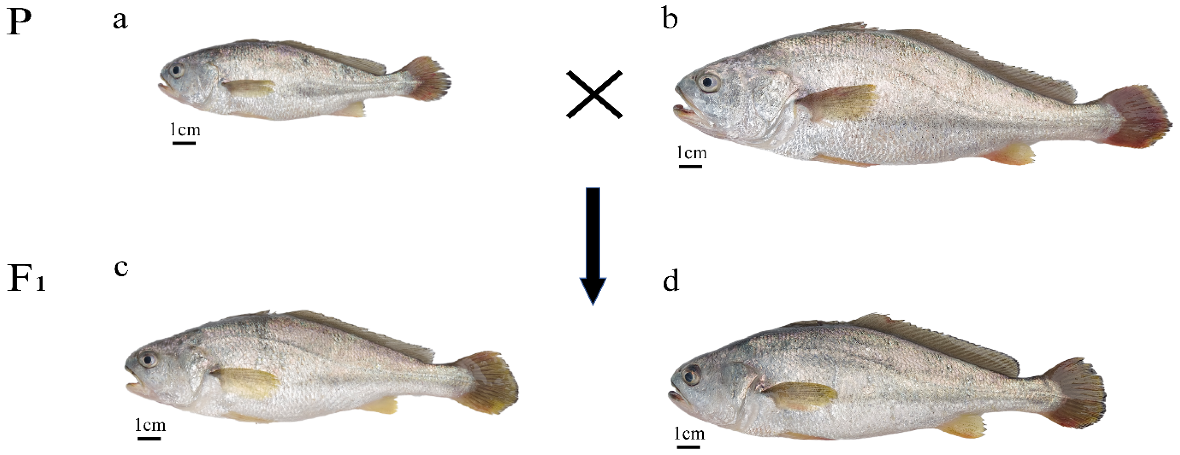 Animals 15 01360 g001