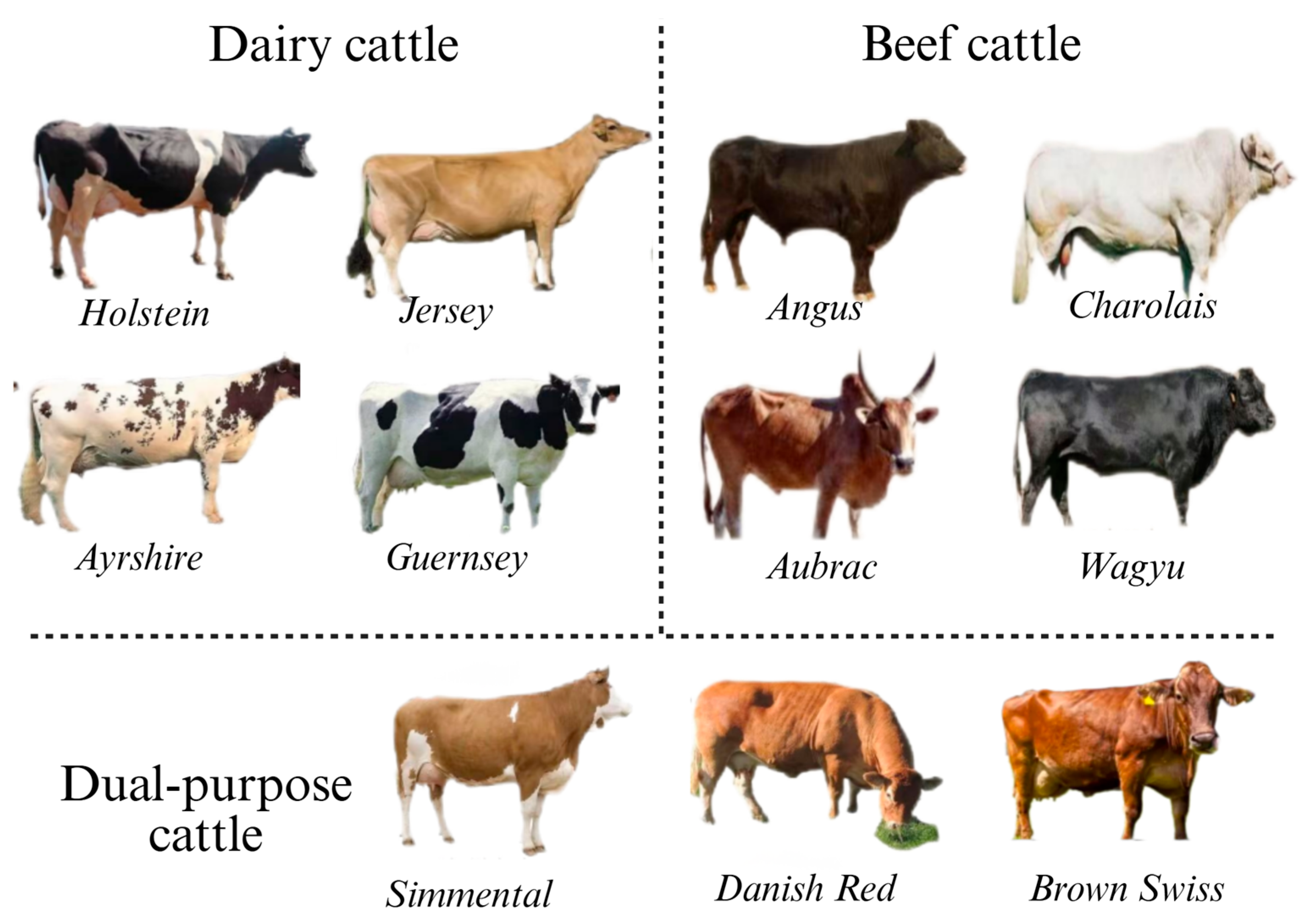 Animals 15 01364 g001 Animals 15 01364 g001