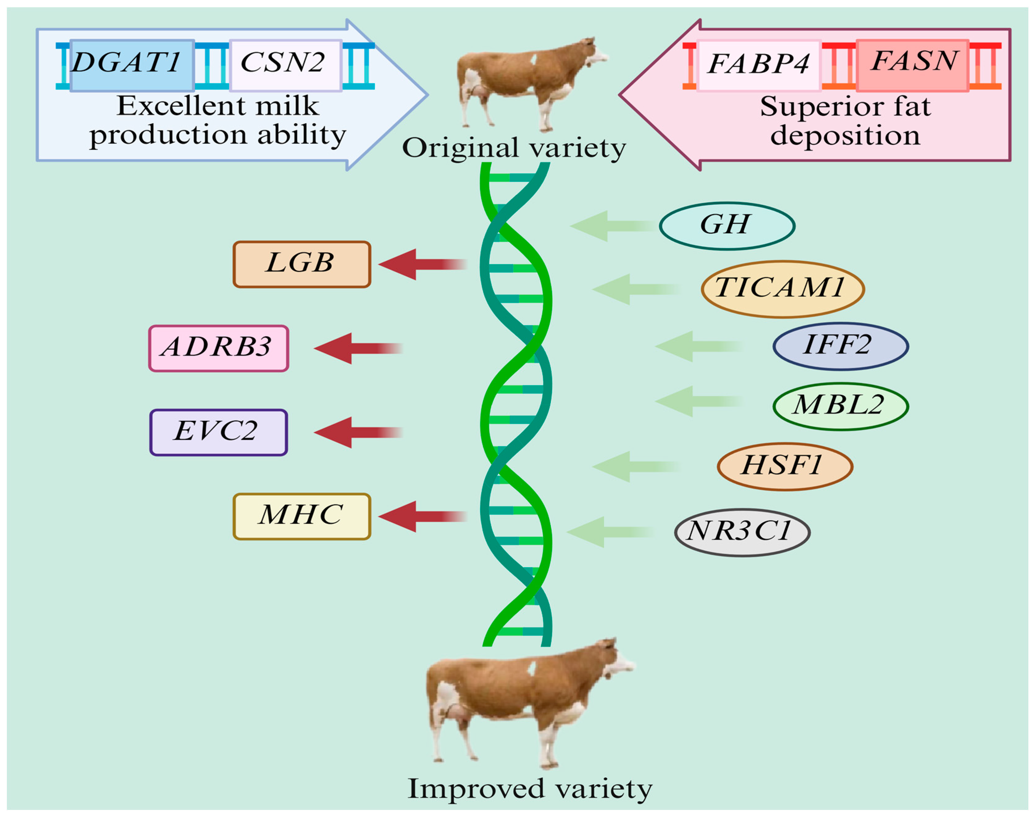 Animals 15 01364 g005 Animals 15 01364 g005