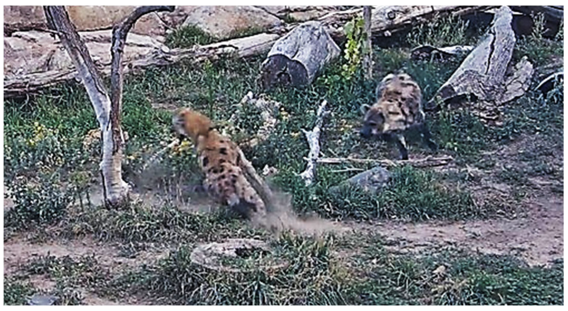 Animals 15 01366 g0a2