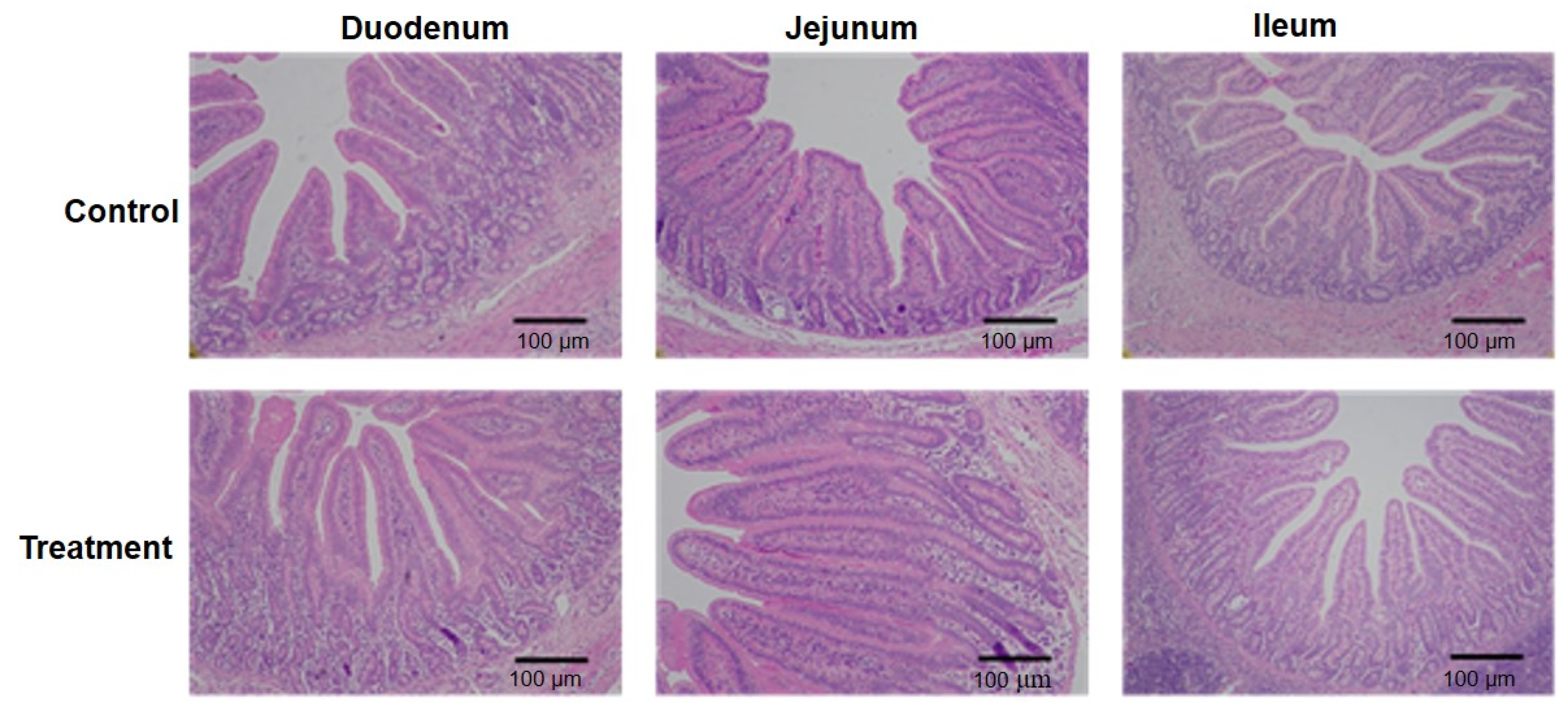 Animals 15 01367 g001