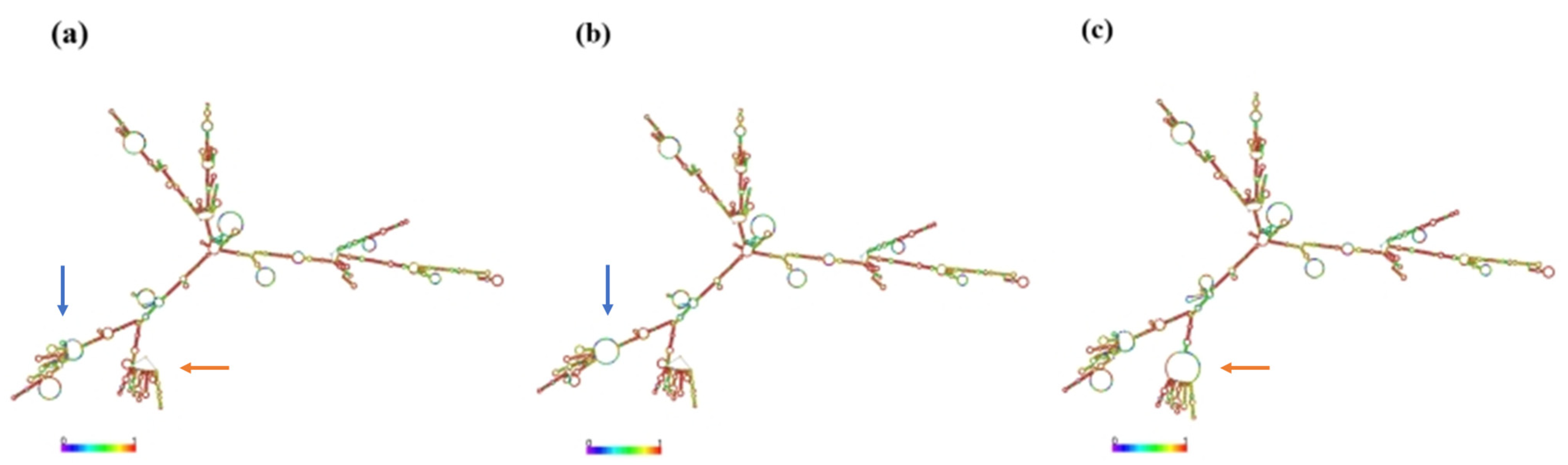 Animals 15 01370 g004