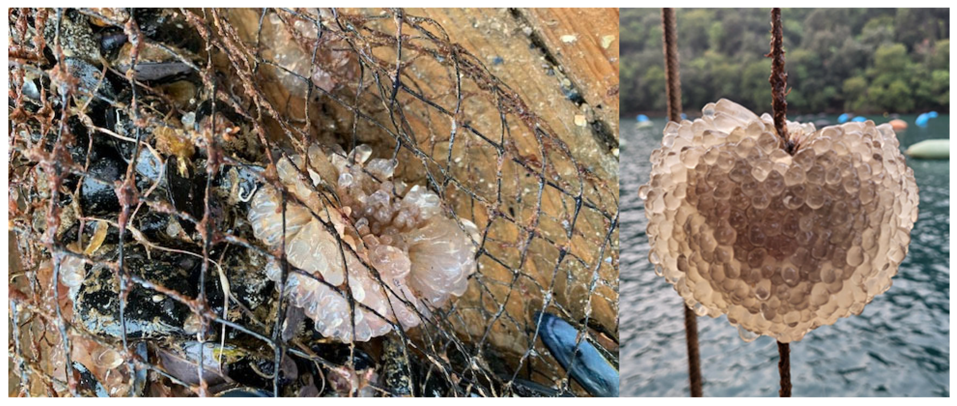 Animals 15 01371 g002