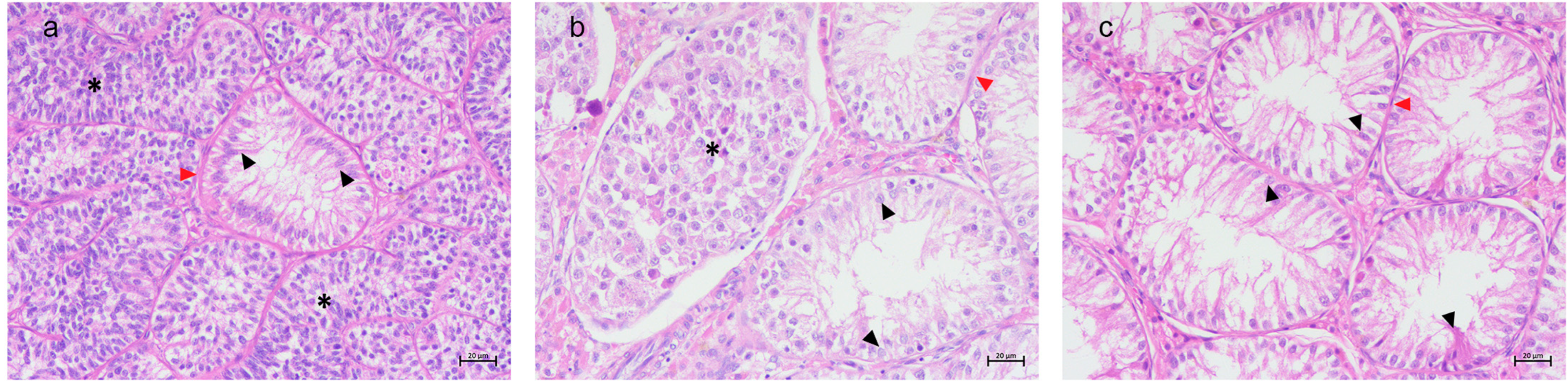 Animals 15 01377 g001