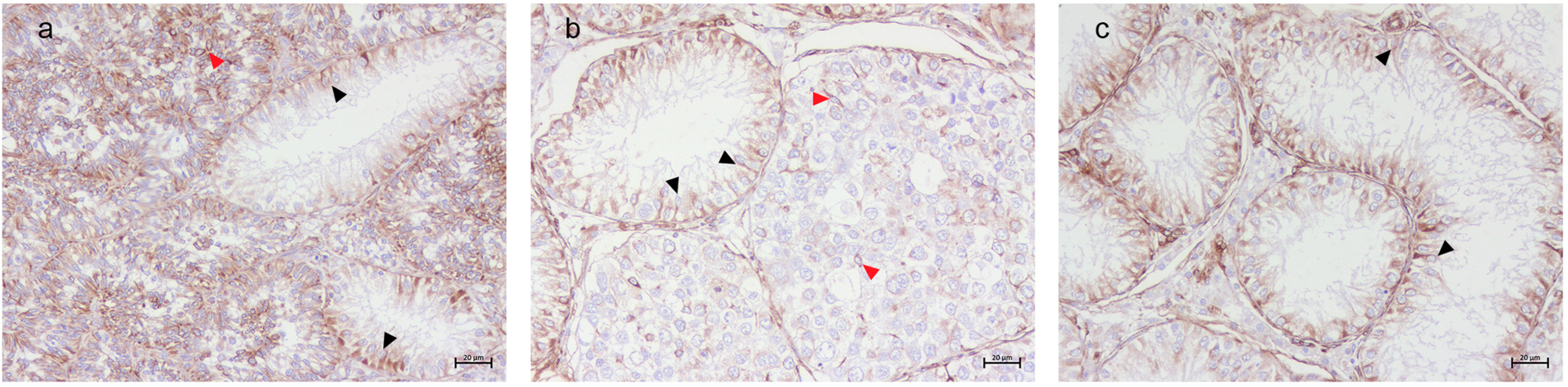 Animals 15 01377 g002