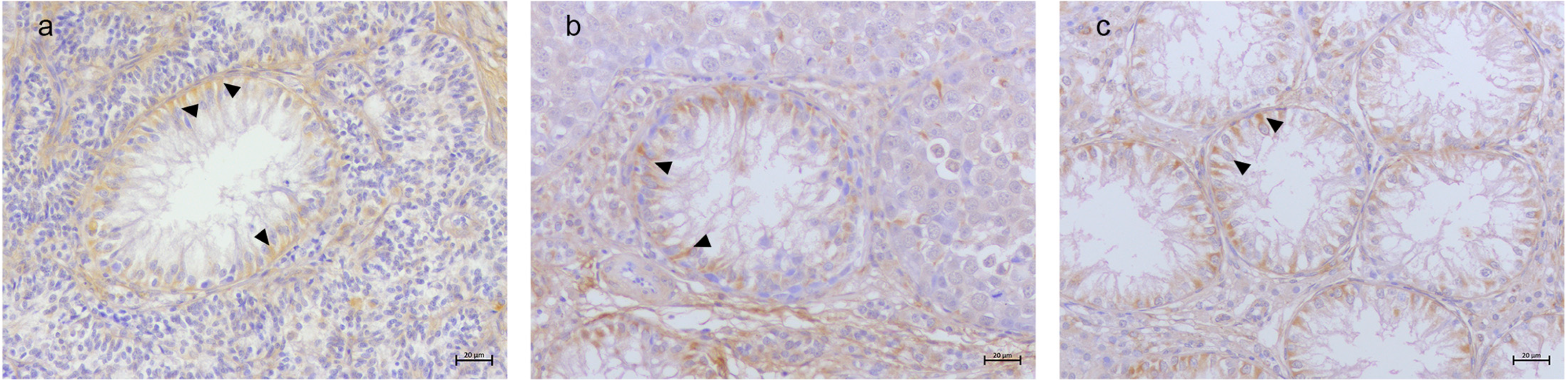 Animals 15 01377 g003