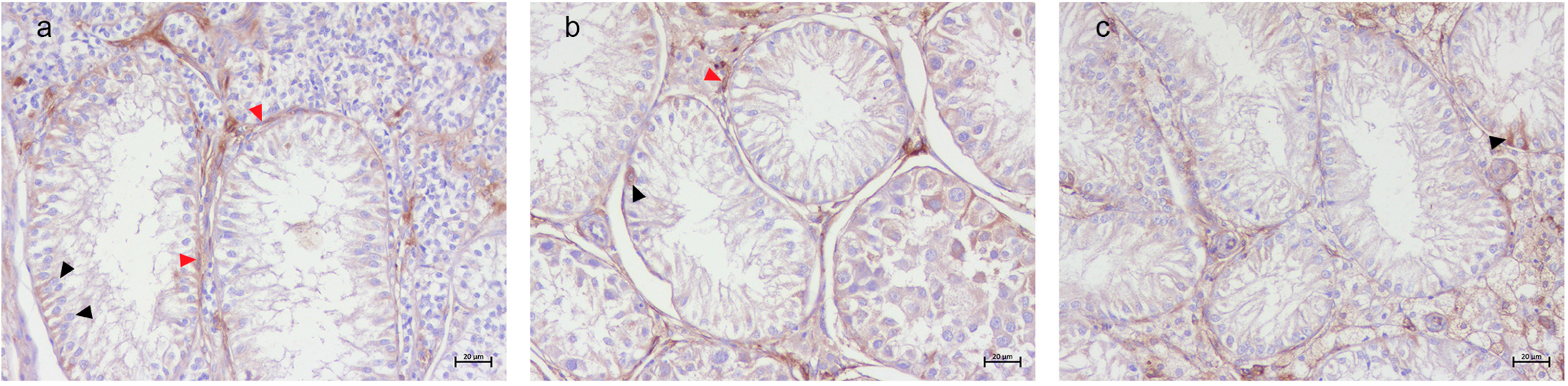 Animals 15 01377 g005