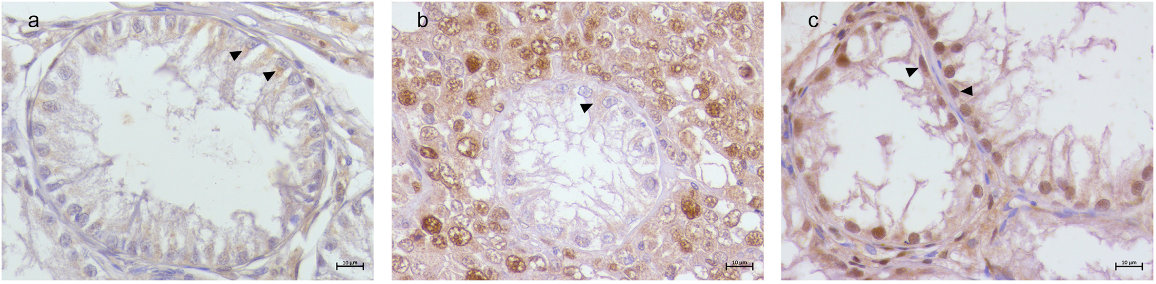 Animals 15 01377 g006