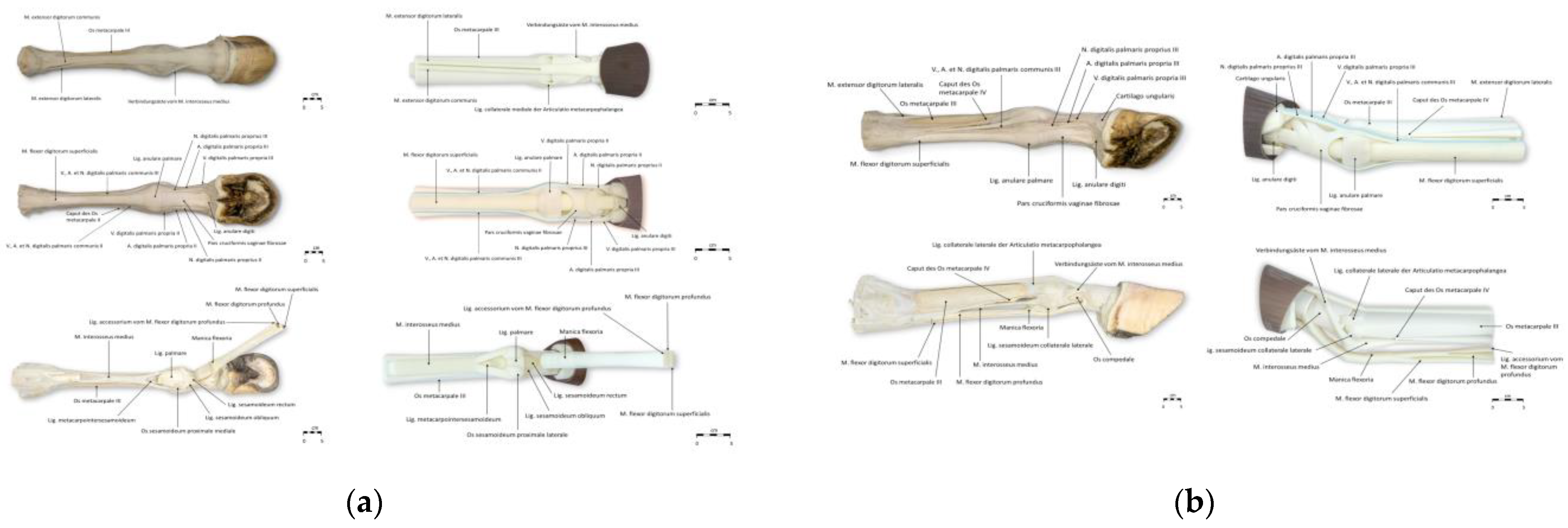 Animals 15 01380 g002