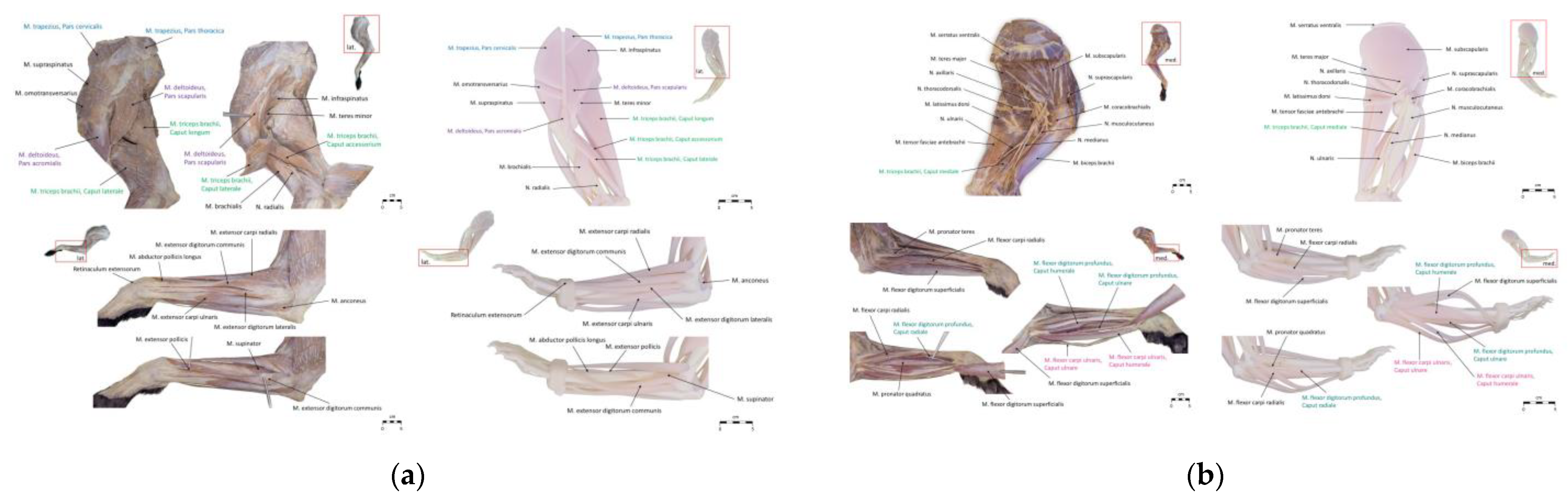 Animals 15 01380 g003