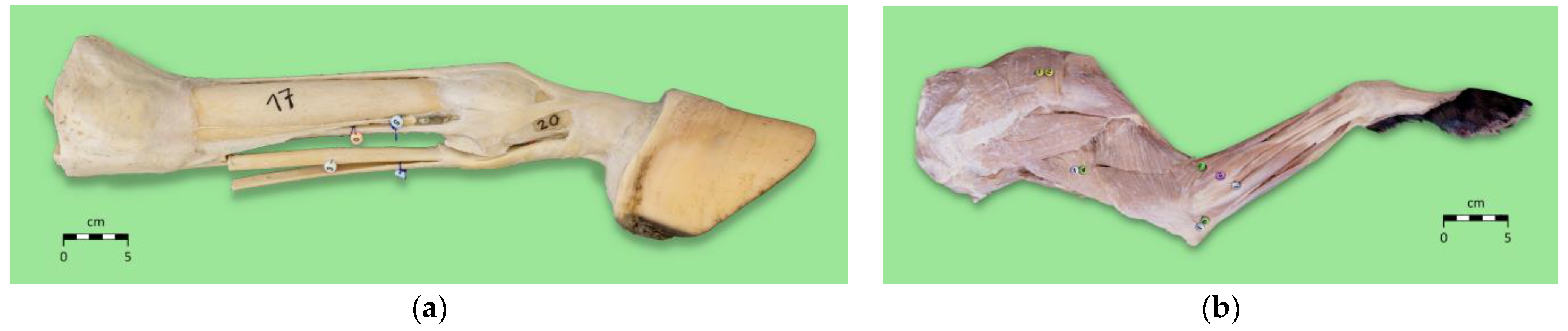 Animals 15 01380 g004