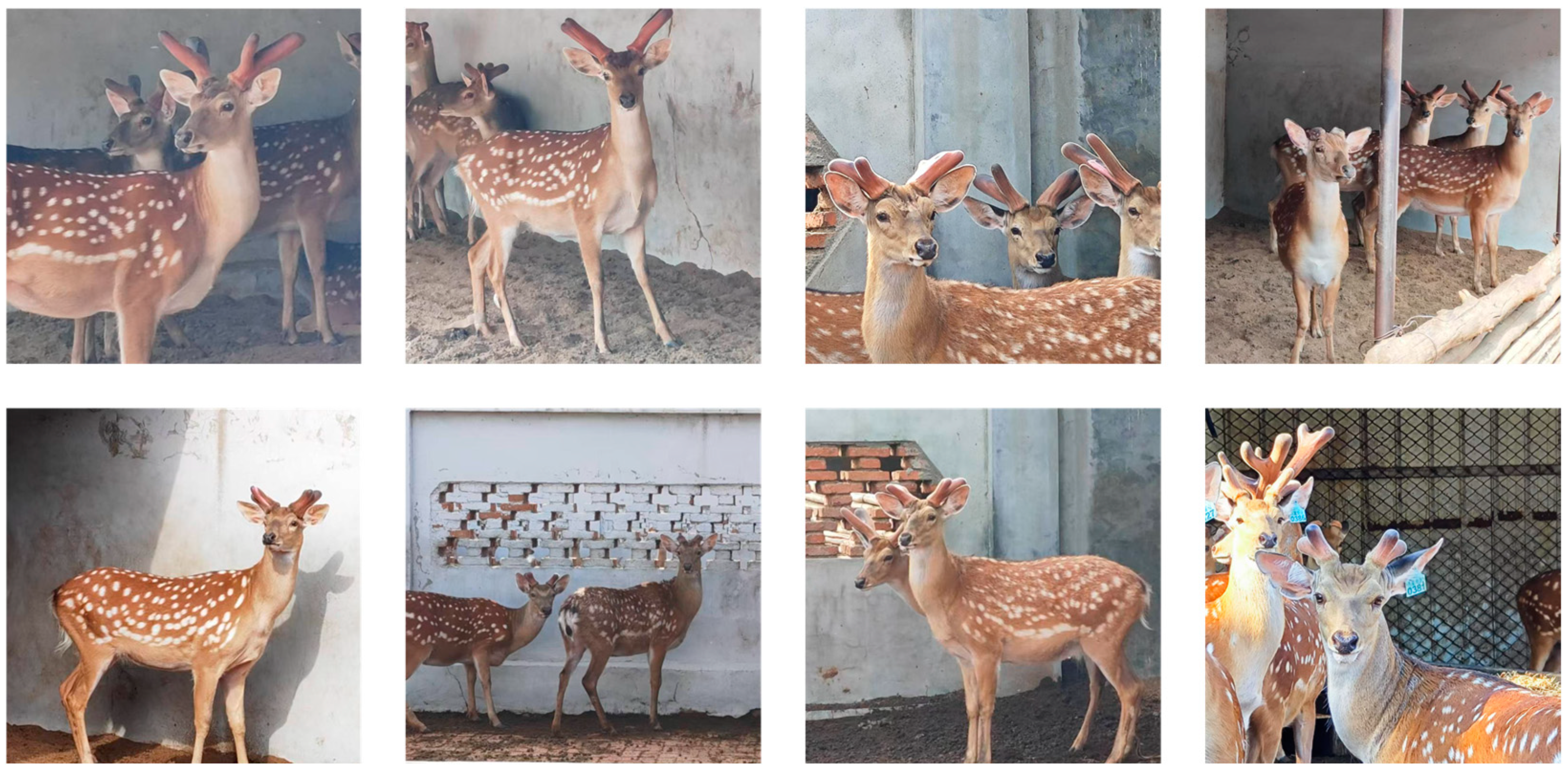 Animals 15 01388 g002