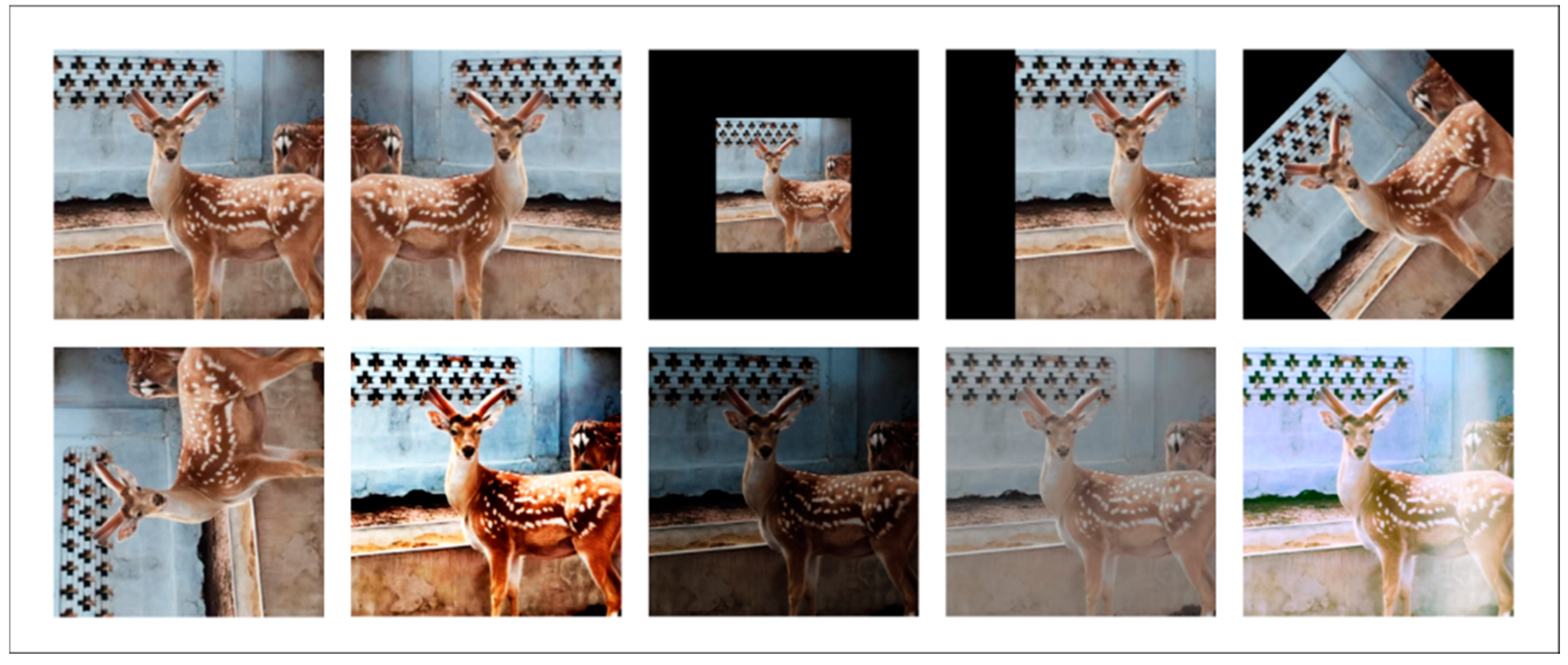 Animals 15 01388 g004