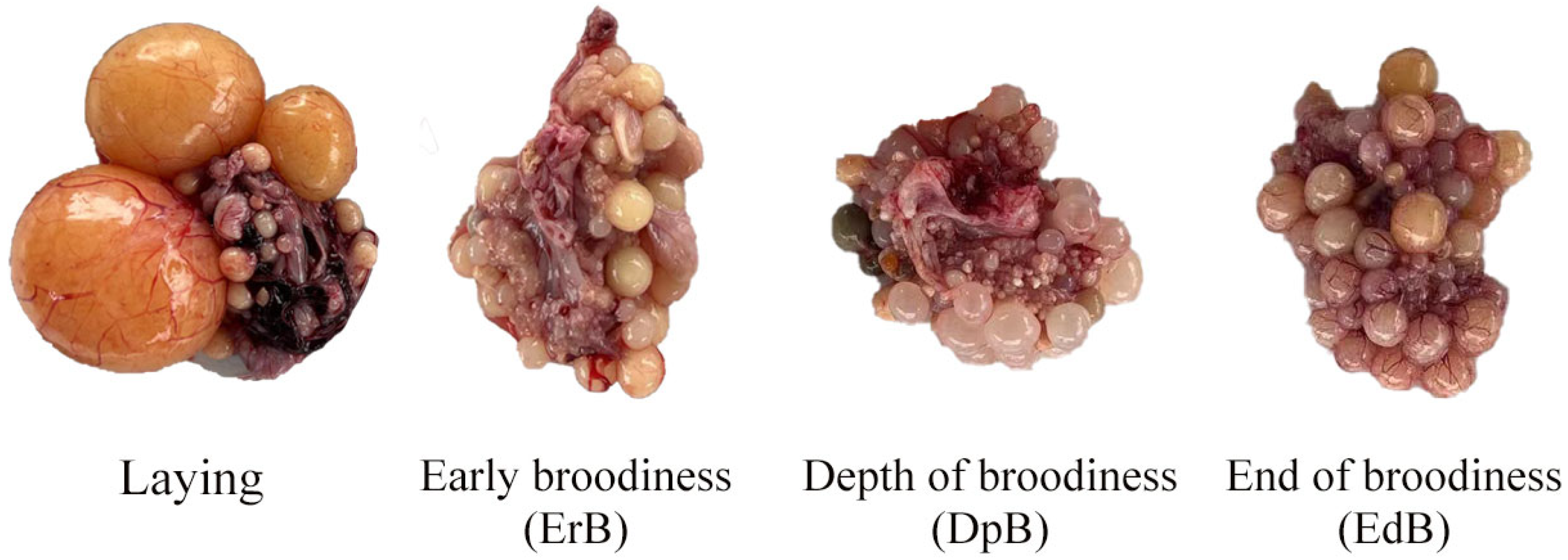 Animals 15 01390 g001