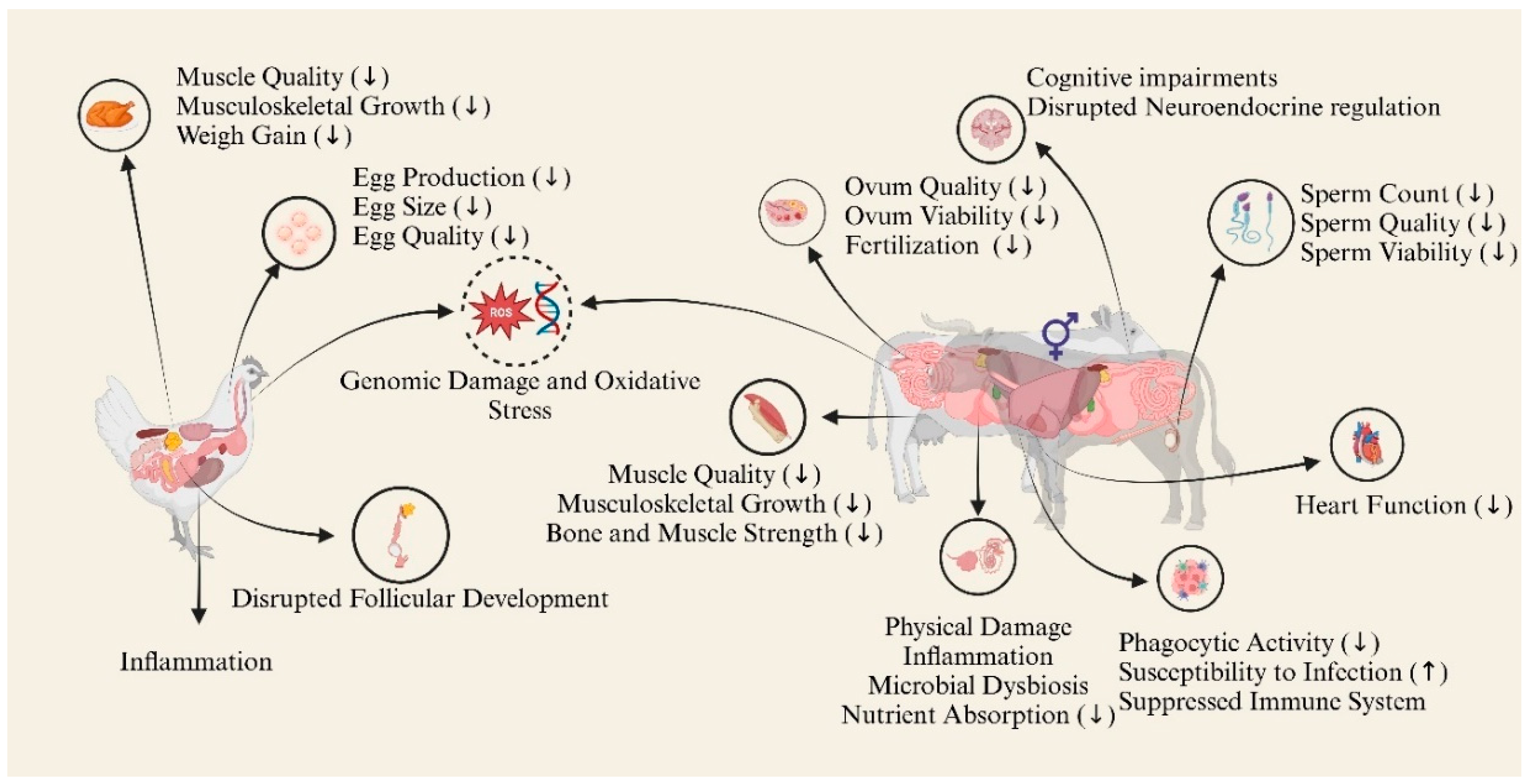 Animals 15 01394 g002 Animals 15 01394 g002