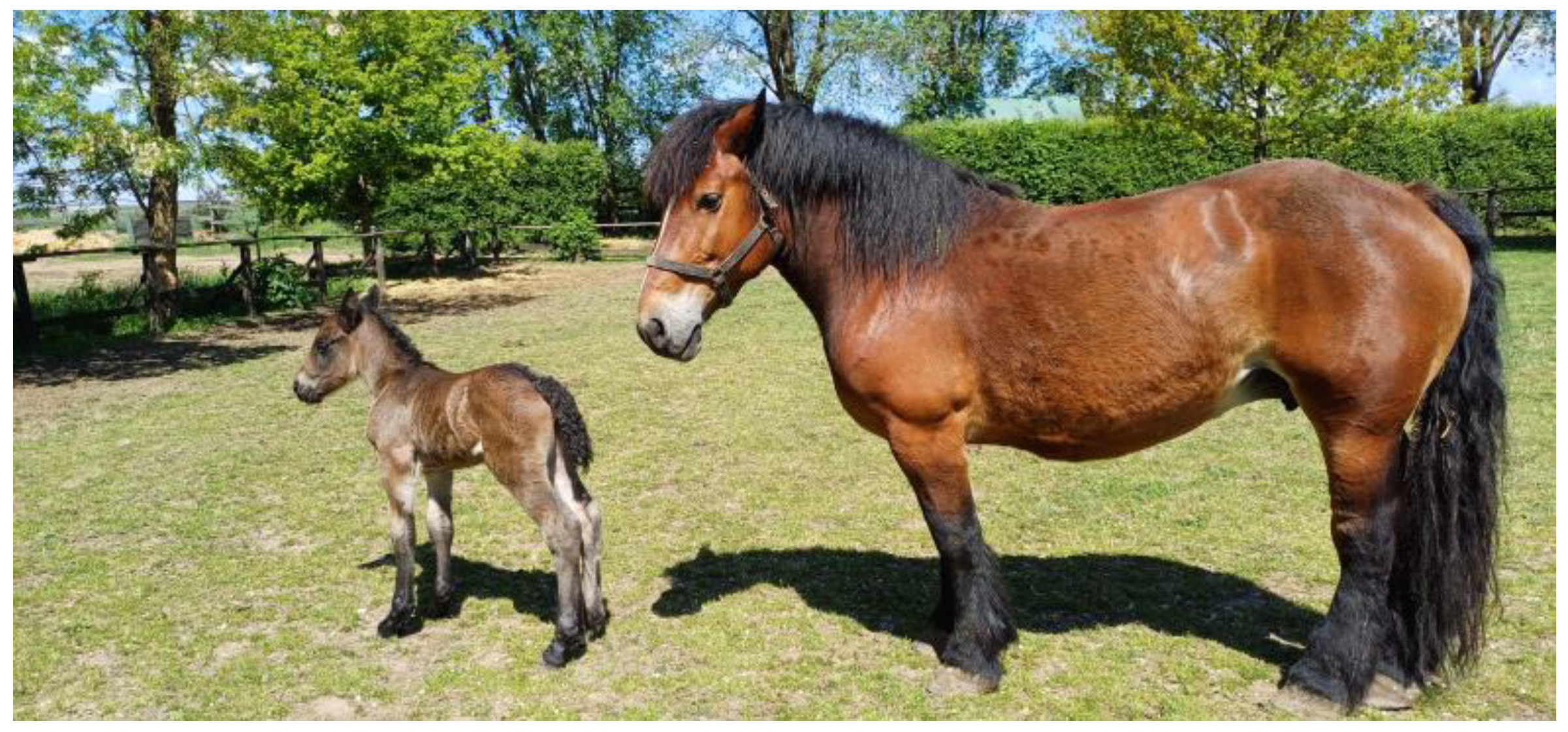 Animals 15 01406 g001