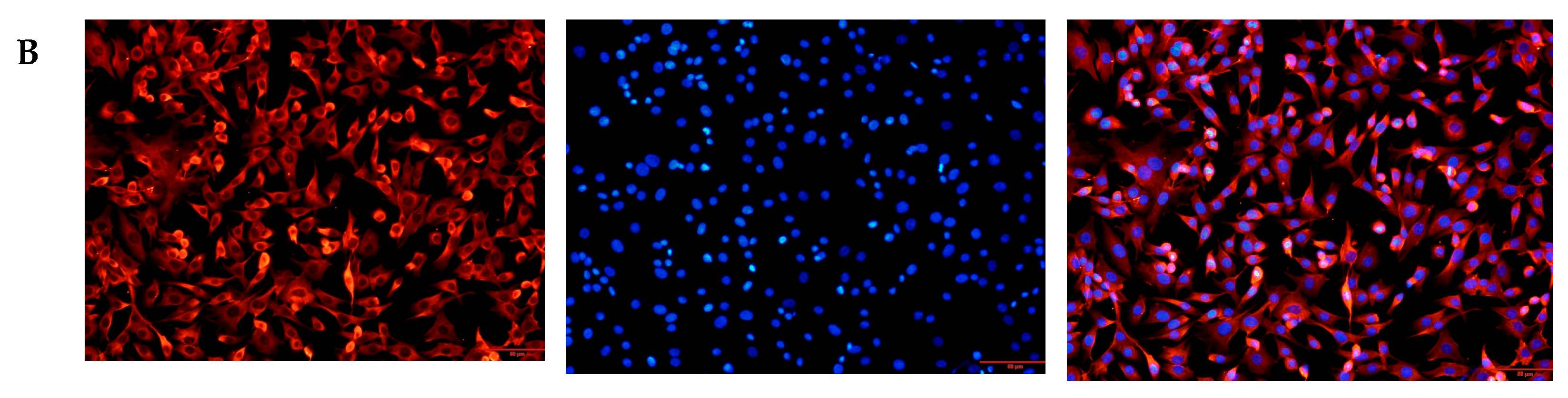 Animals 15 01407 g001b