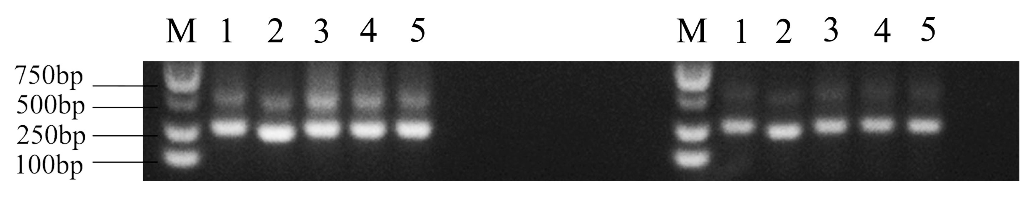 Animals 15 01411 g004