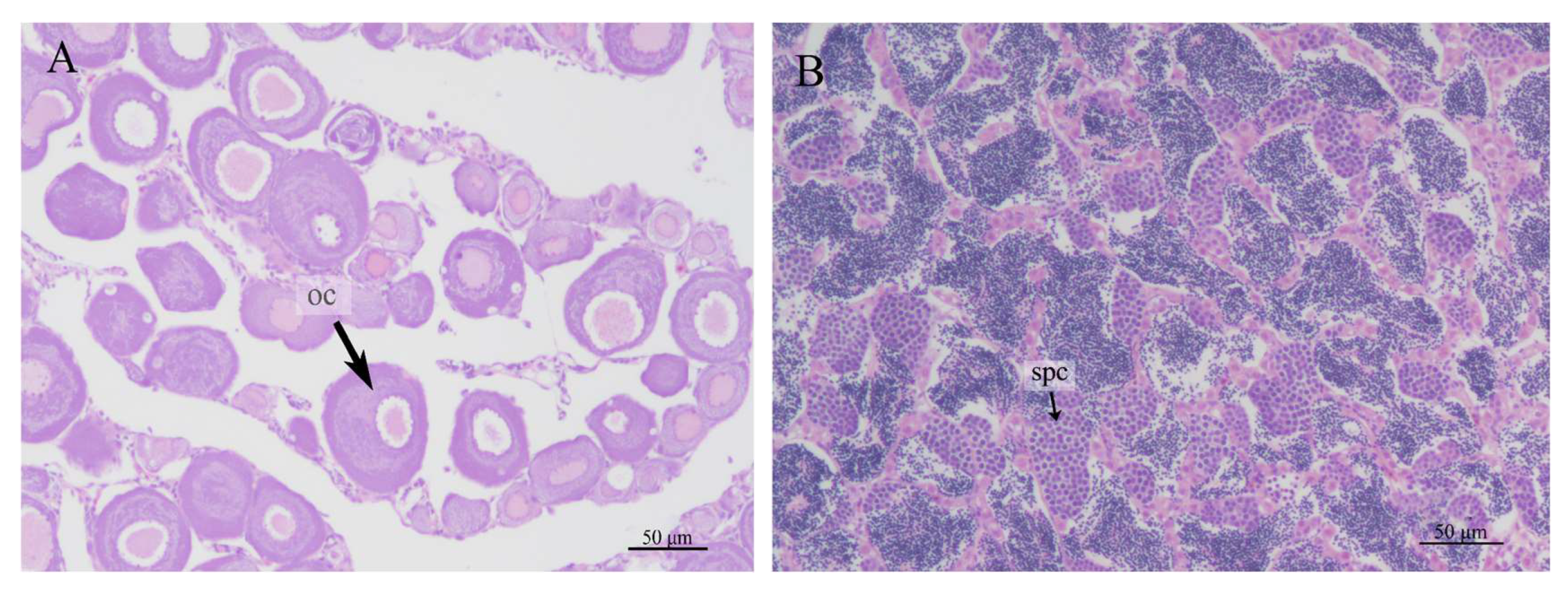 Animals 15 01411 g007