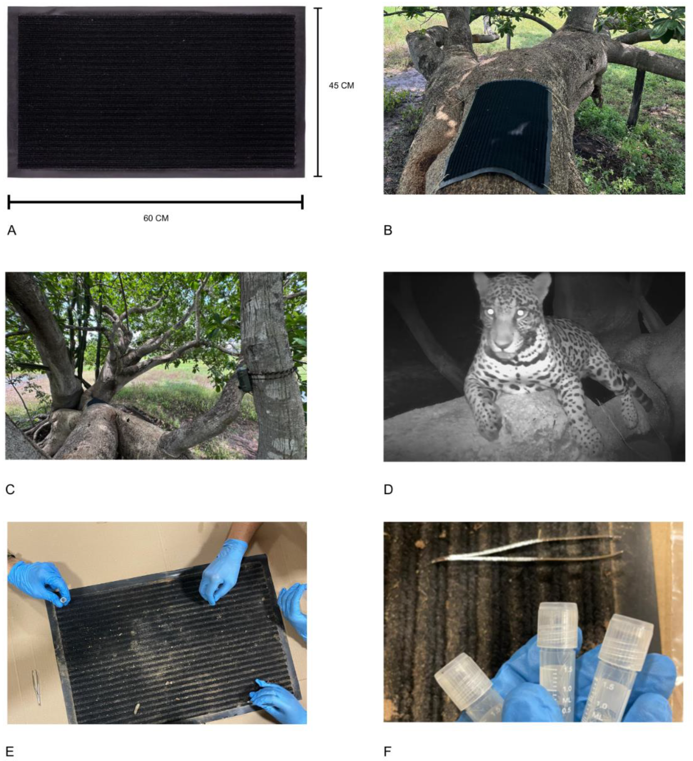 Animals 15 01415 g001