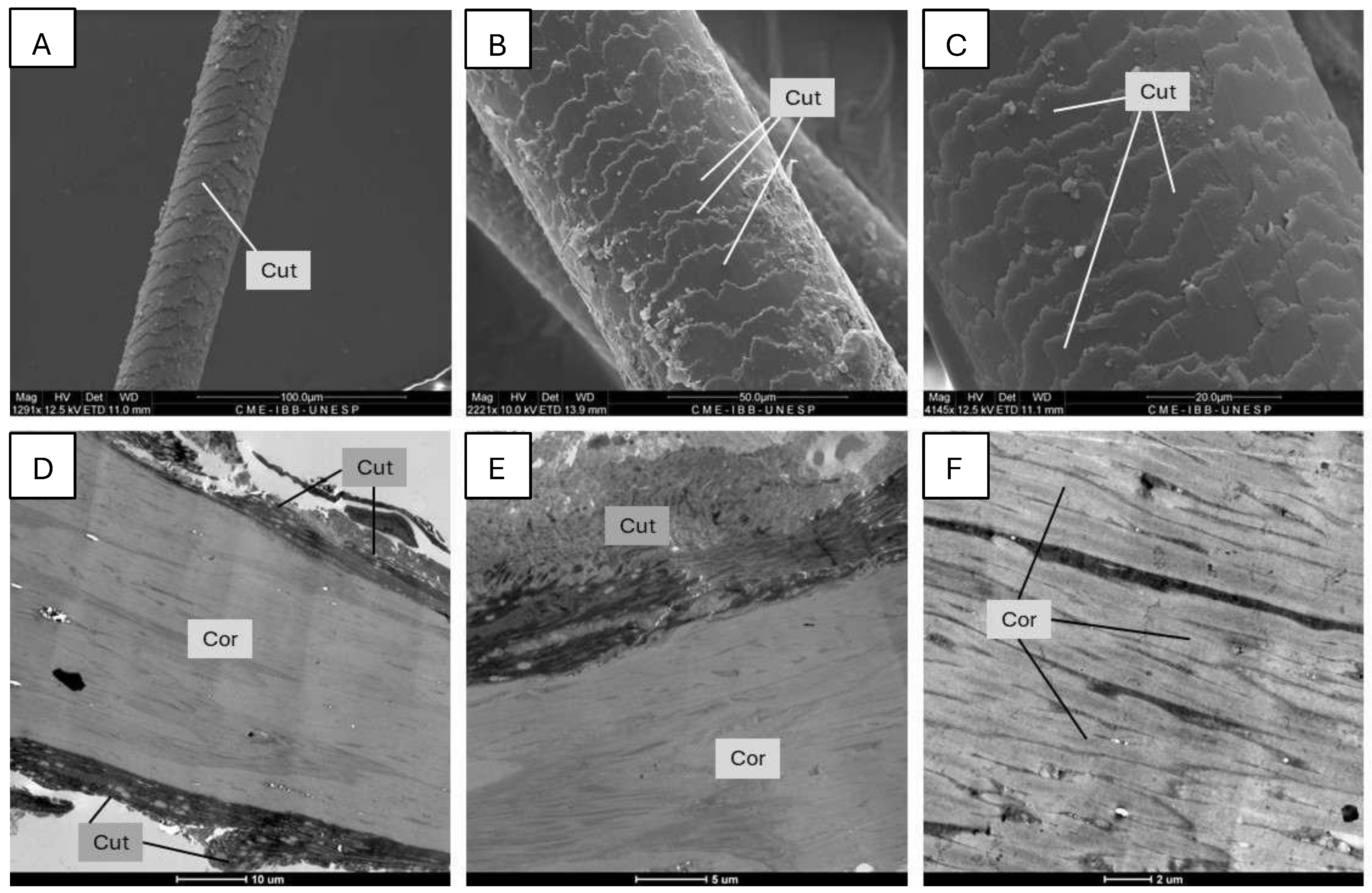 Animals 15 01415 g002