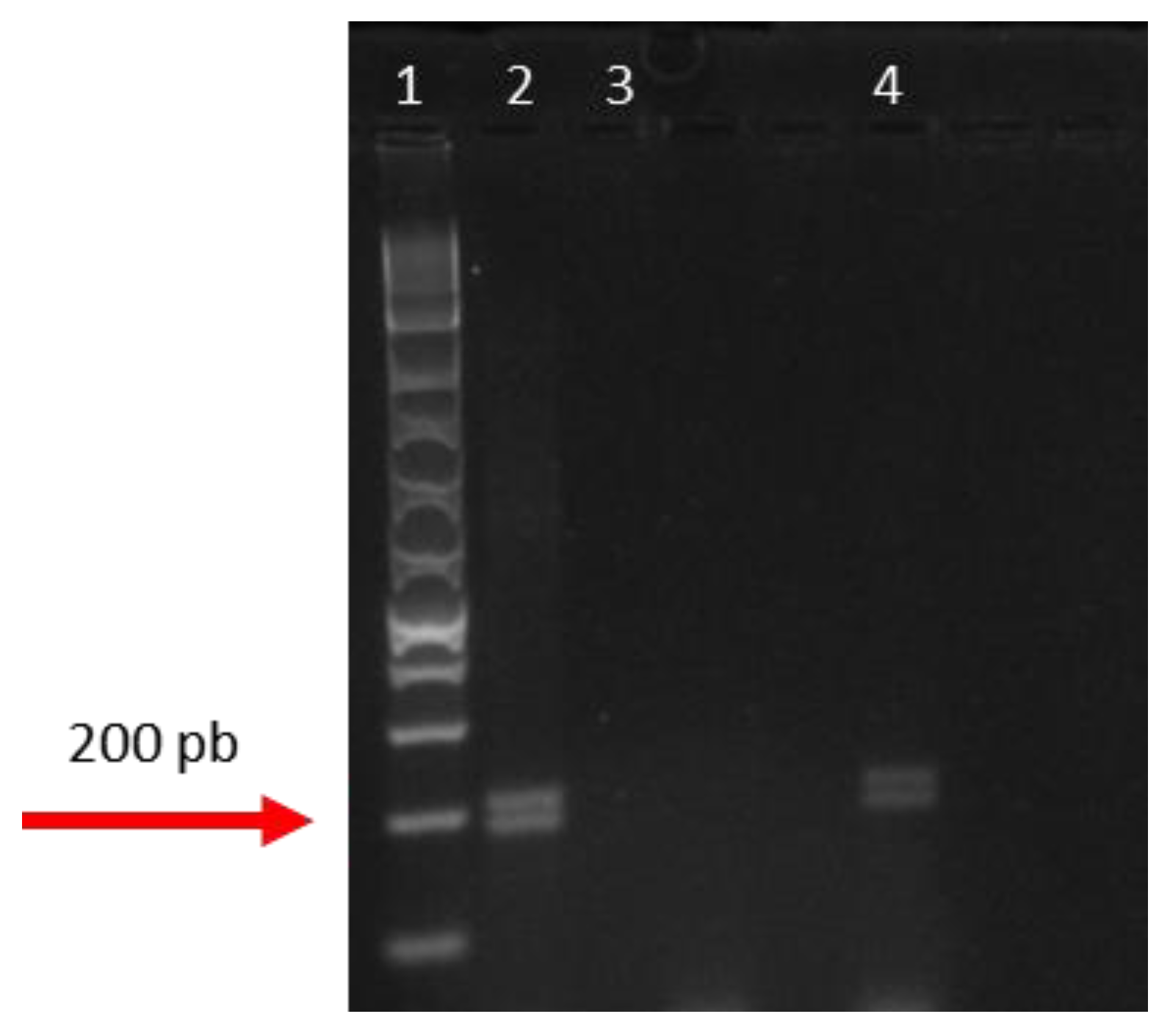 Animals 15 01415 g003