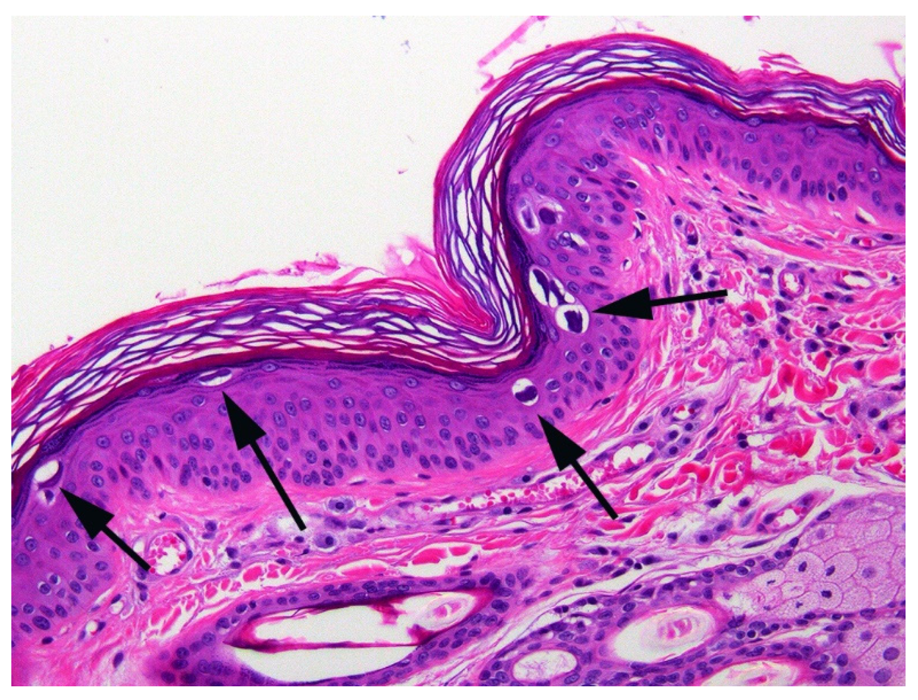 Animals 15 01416 g002 Animals 15 01416 g002