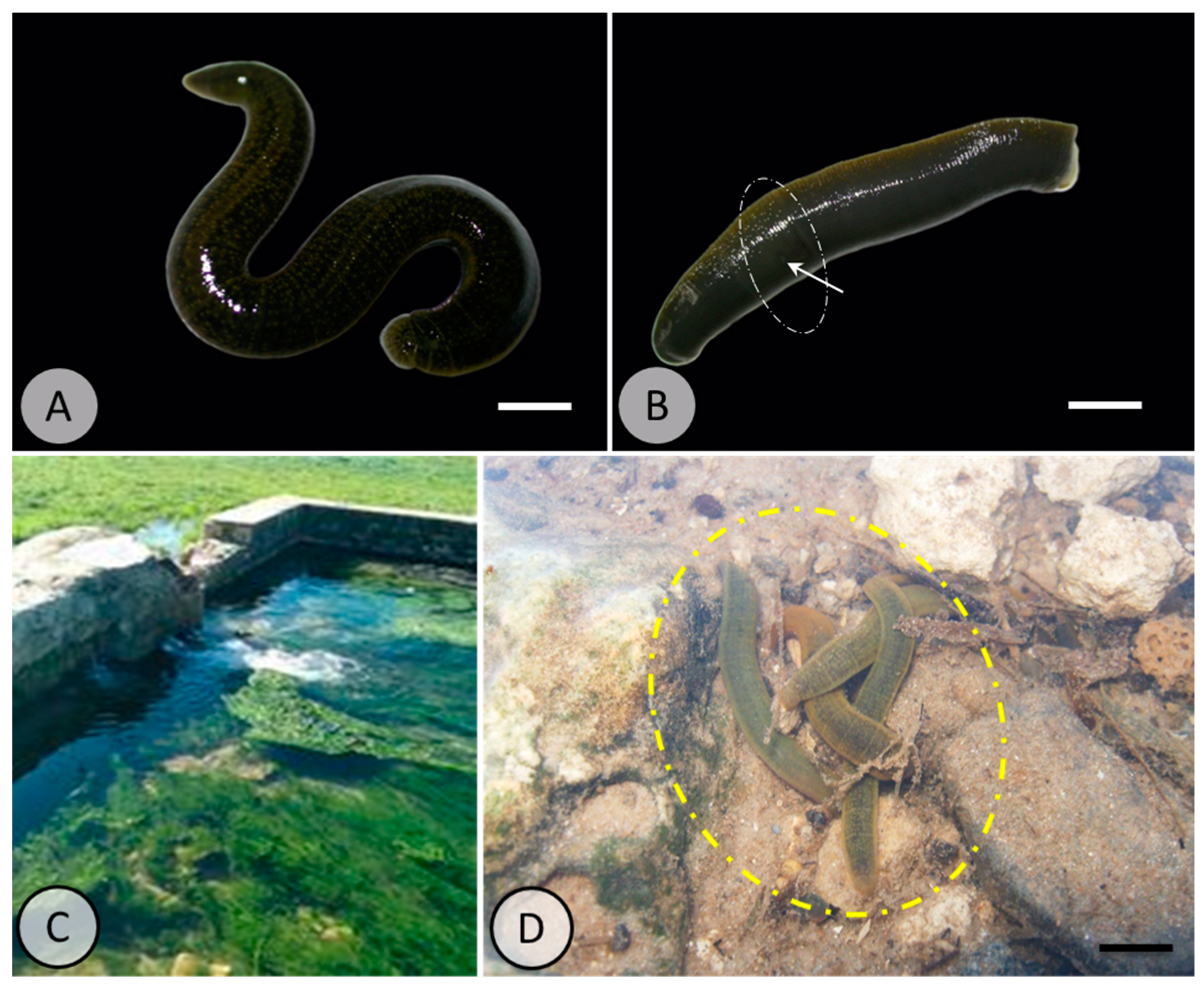 Assessing the Effect of Polyethylene Microplastics in the