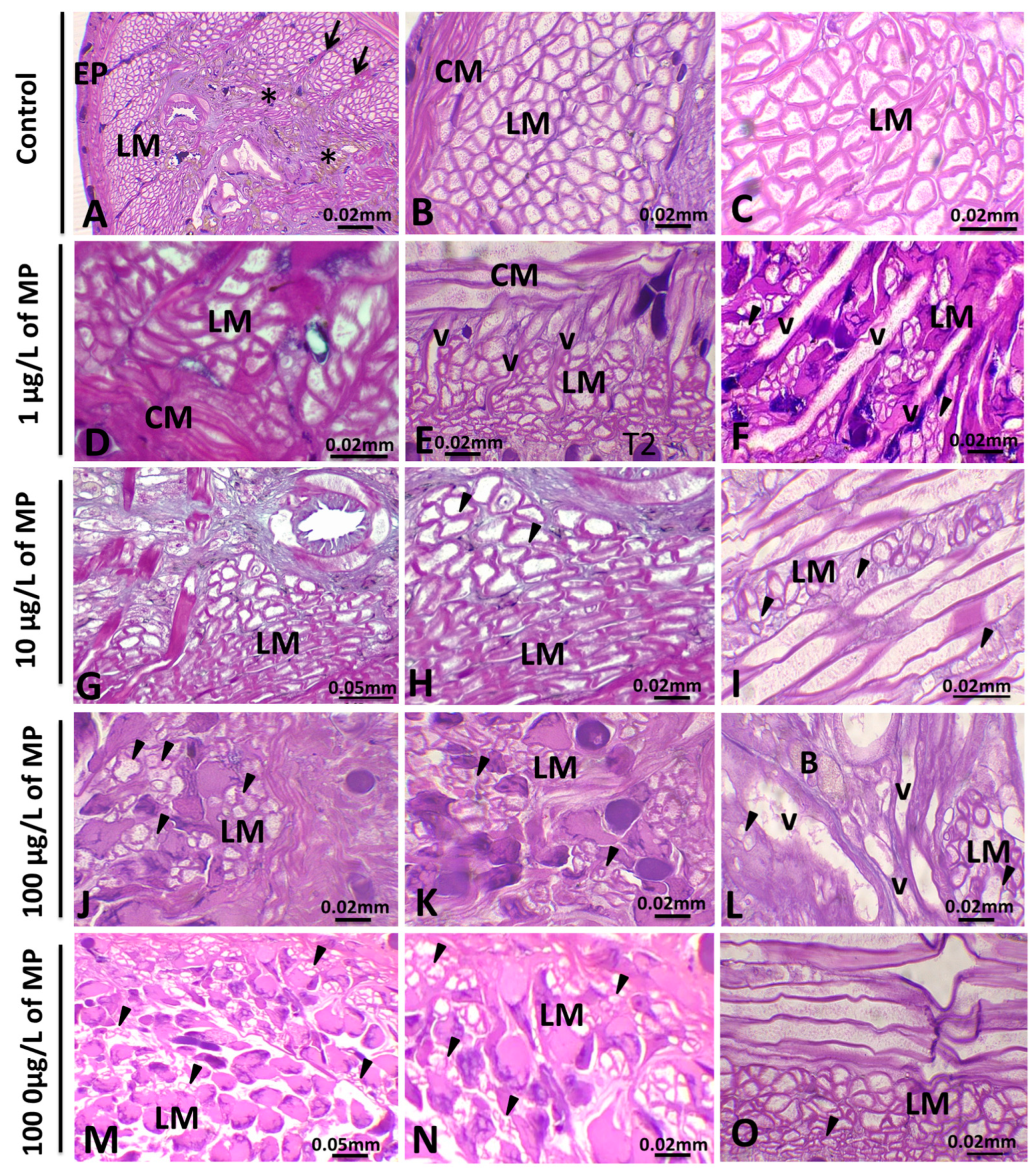 Animals 15 01417 g003