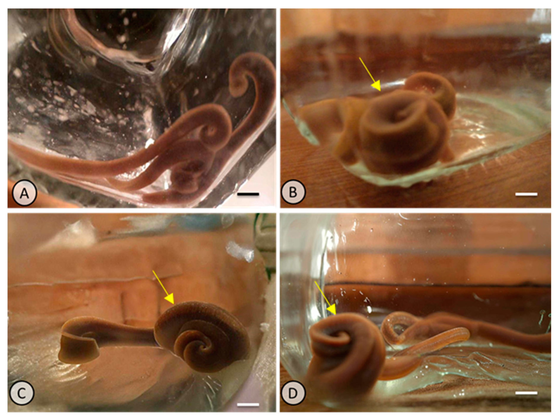 Animals 15 01417 g007