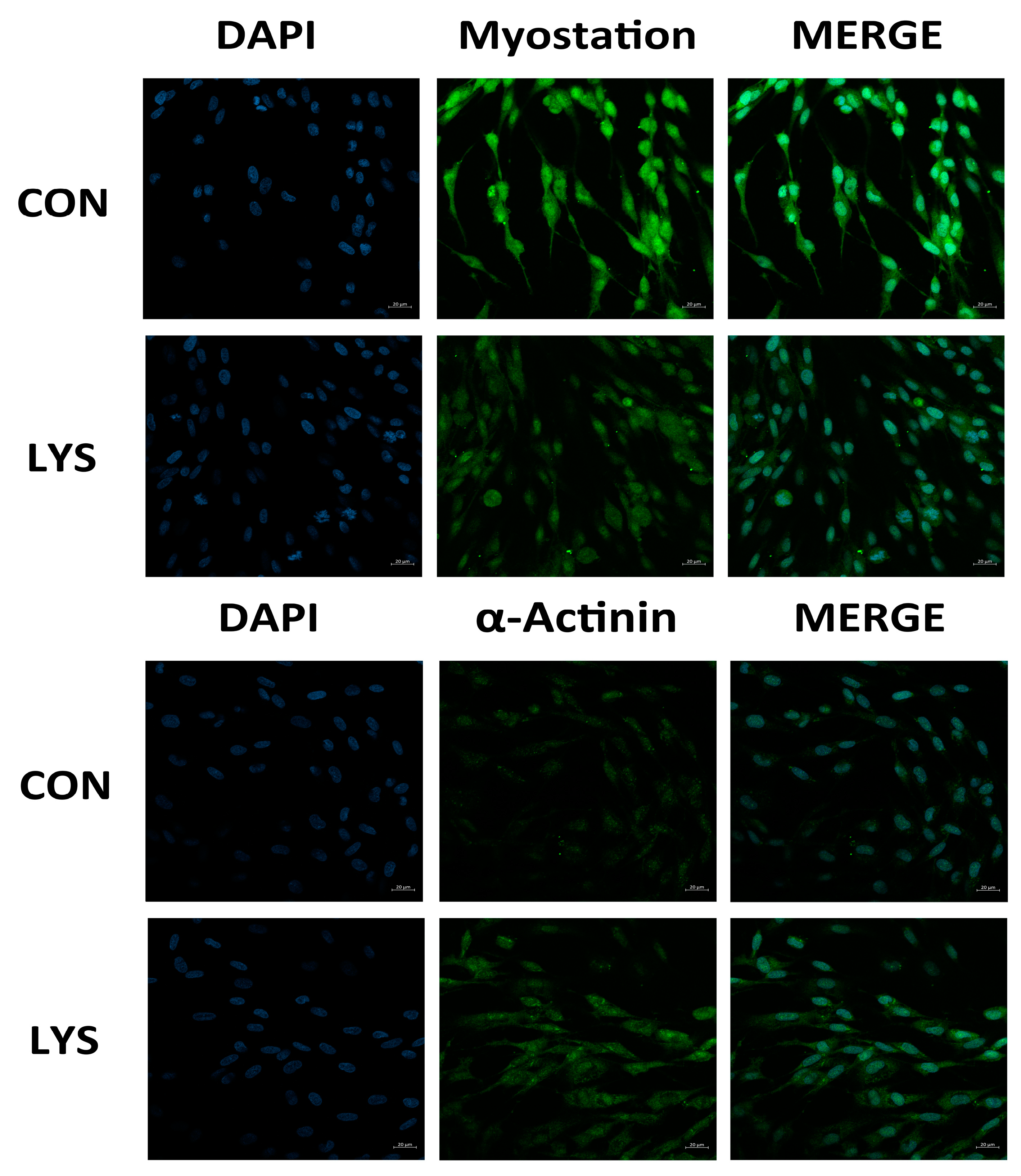 Animals 15 01425 g004a
